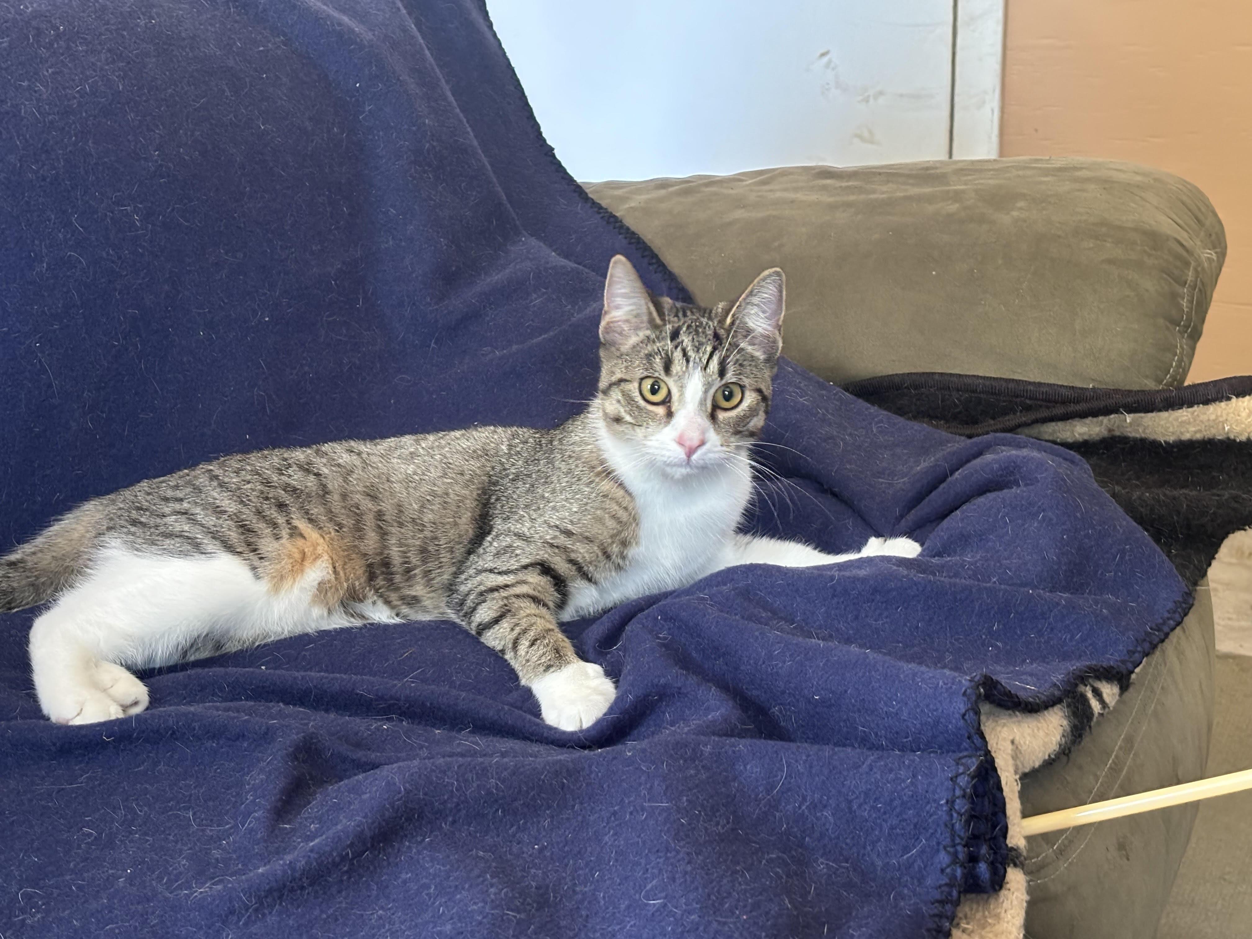 Enlarge Sage, a Adoptable American Shorthair in Rochester, NY image 3/5