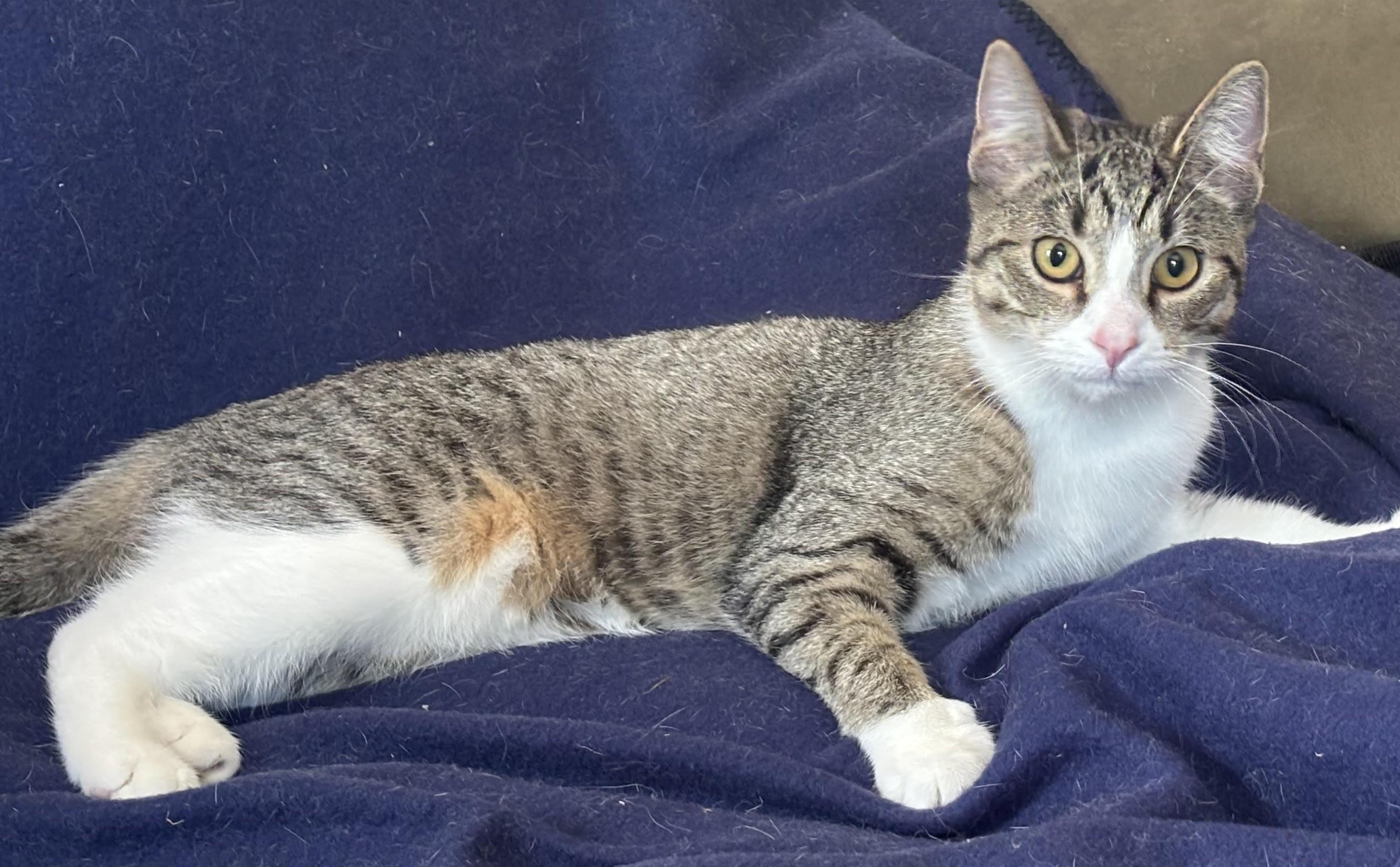 Enlarge Sage, a Adoptable American Shorthair in Rochester, NY image 1/5