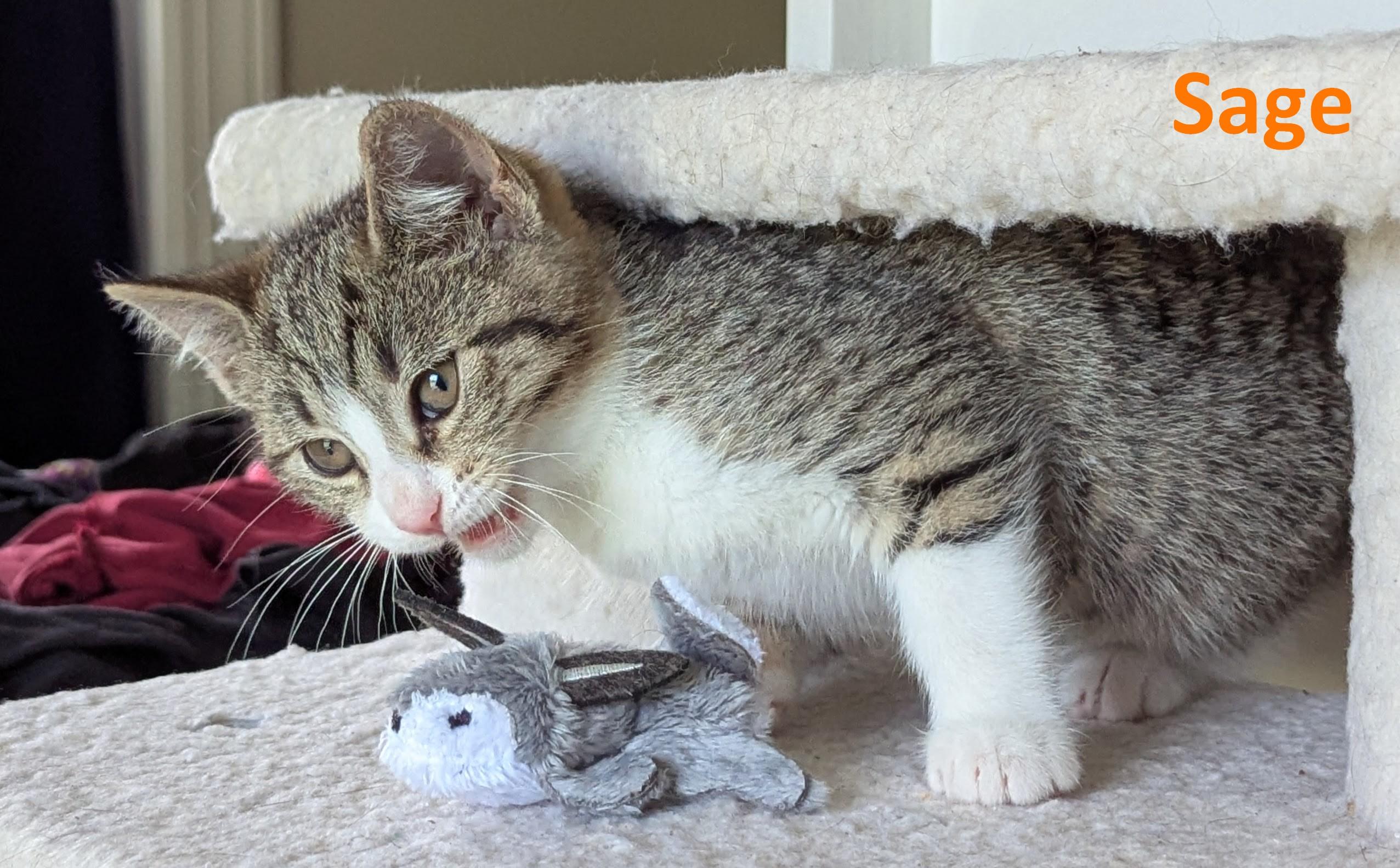 Enlarge Sage, a Adoptable American Shorthair in Rochester, NY image 5/5