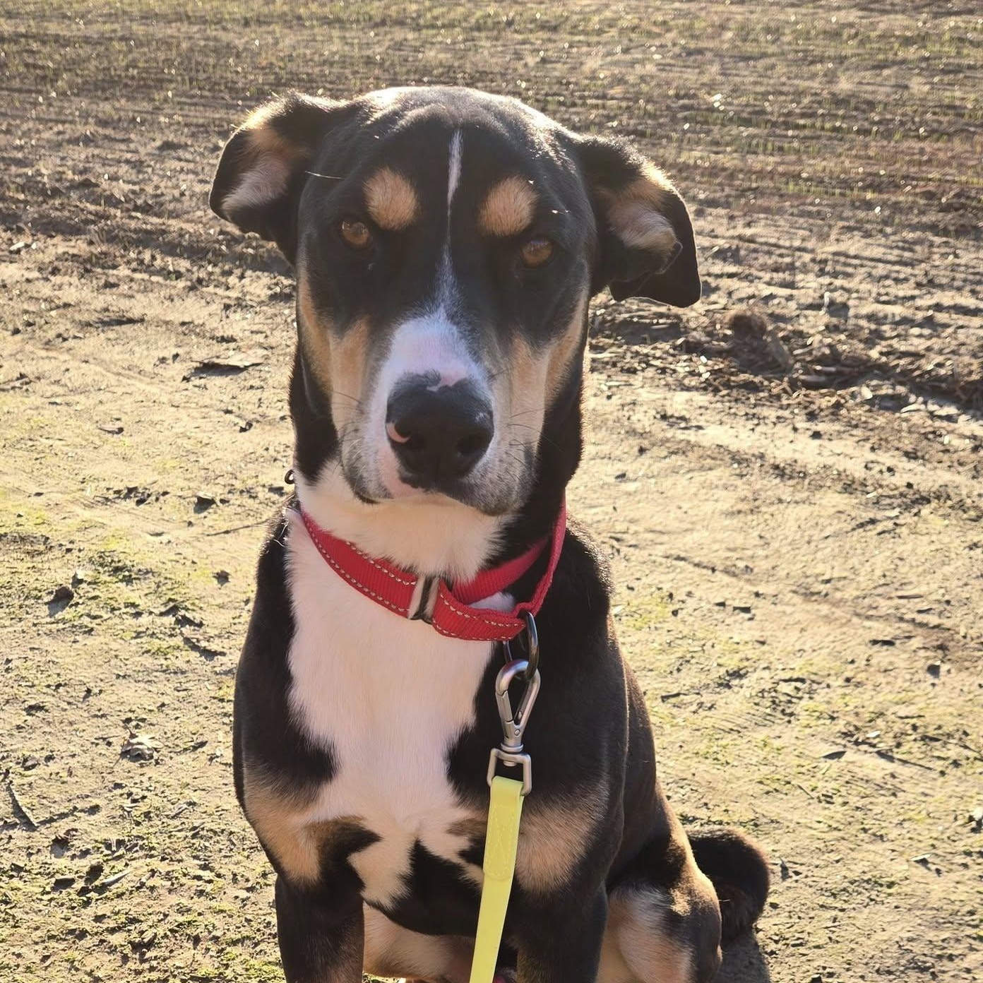 Enlarge Dutch, a Adoptable Bloodhound in Silverton, OR image 1/1