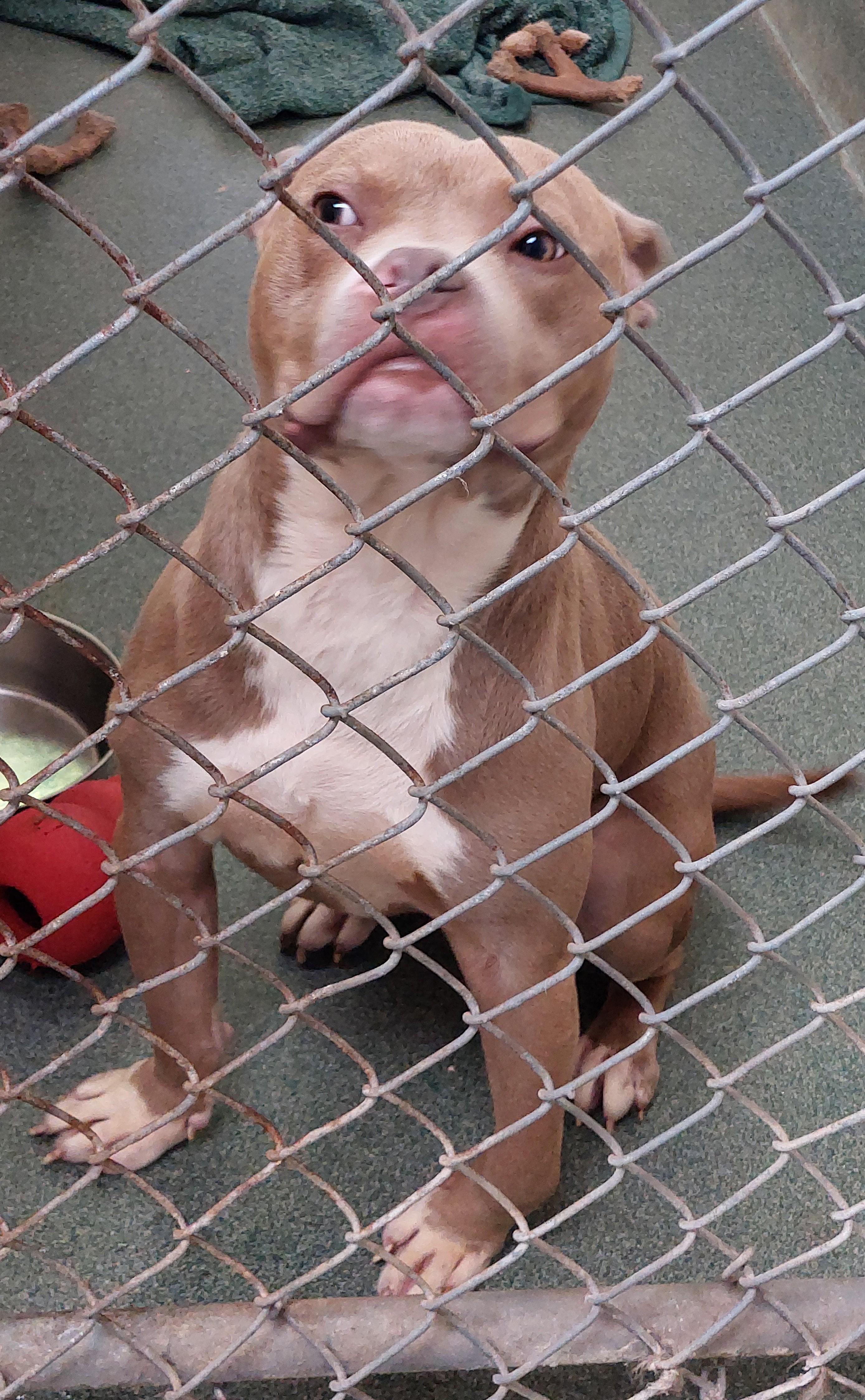 Riley, Adopted, Young Male American Bully.
