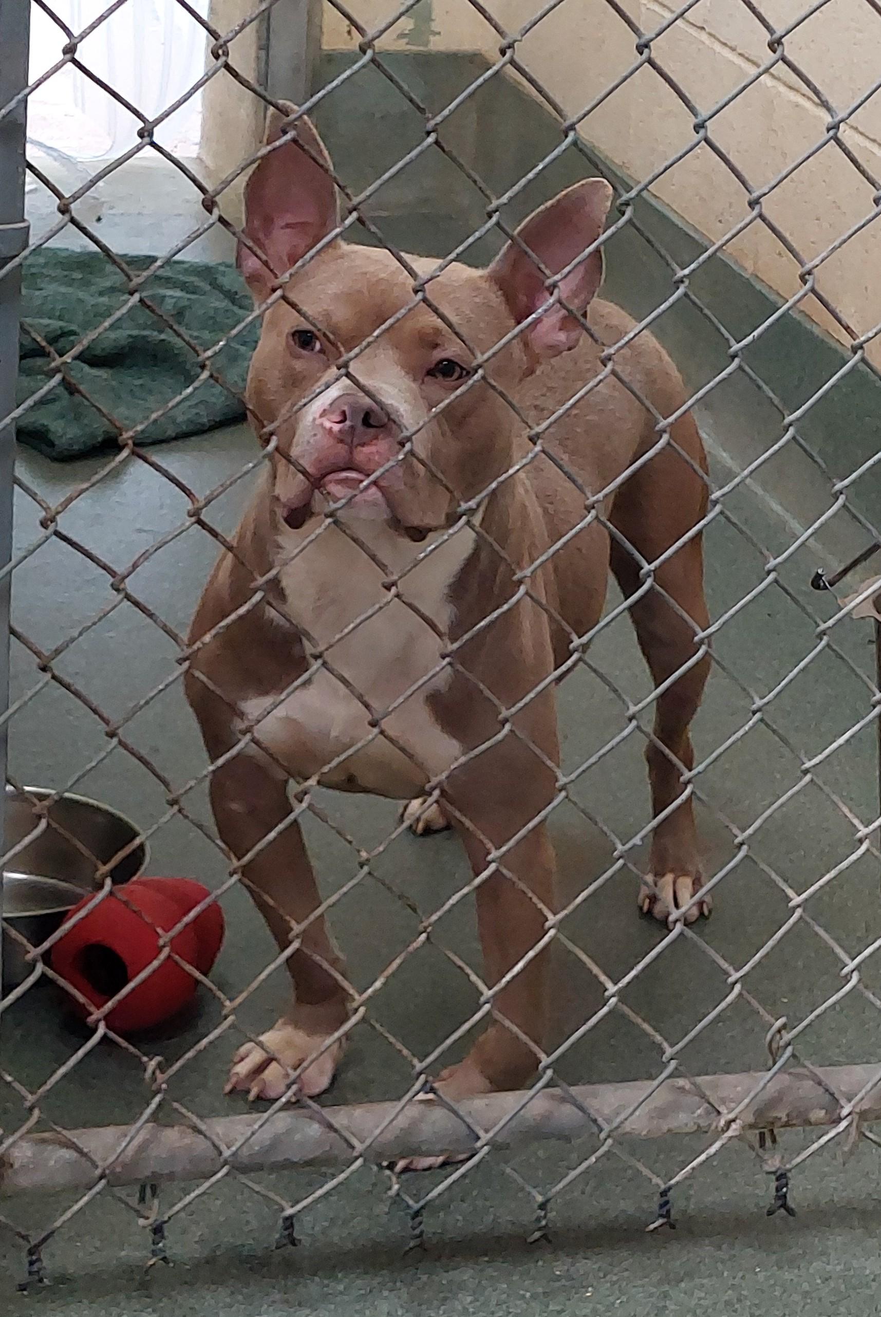 Enlarge Riley, a Adopted mixed breed in Rehoboth, MA image 3/3