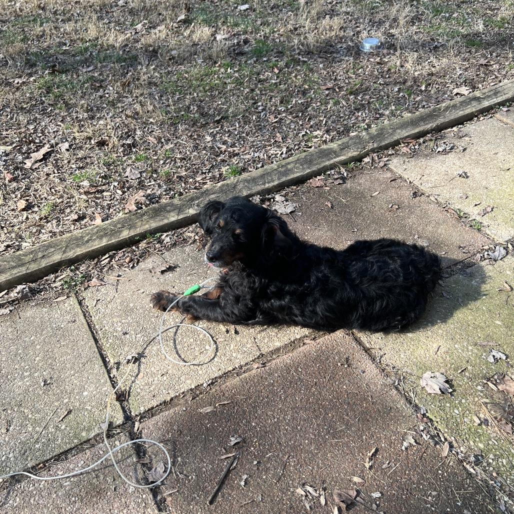 Lucia (Lucy), Adoptable, Adult Female Cavalier King Charles Spaniel & Poodle.