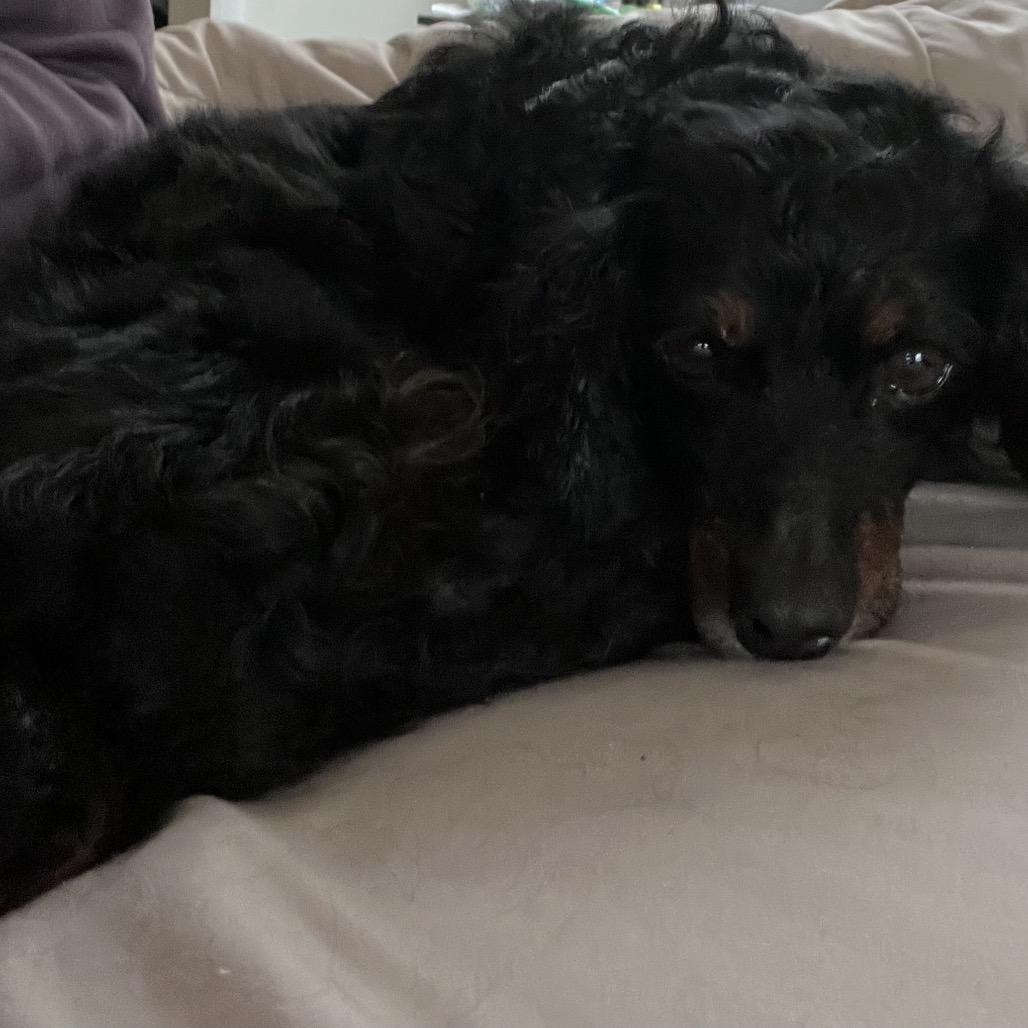 Lucia (Lucy), Adoptable, Adult Female Cavalier King Charles Spaniel & Poodle.