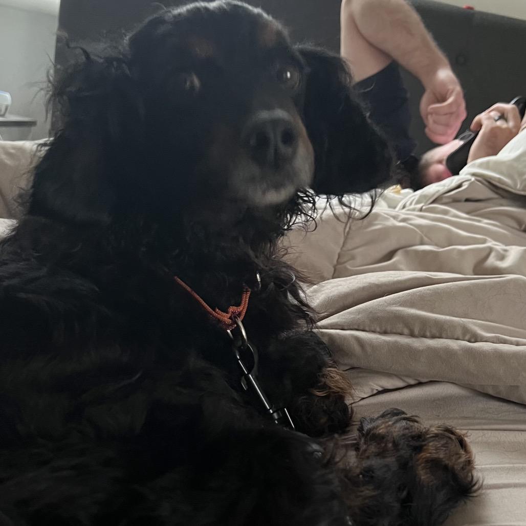 Lucia (Lucy), a Adoptable mixed breed in Sinking Spring, PA image 2/6