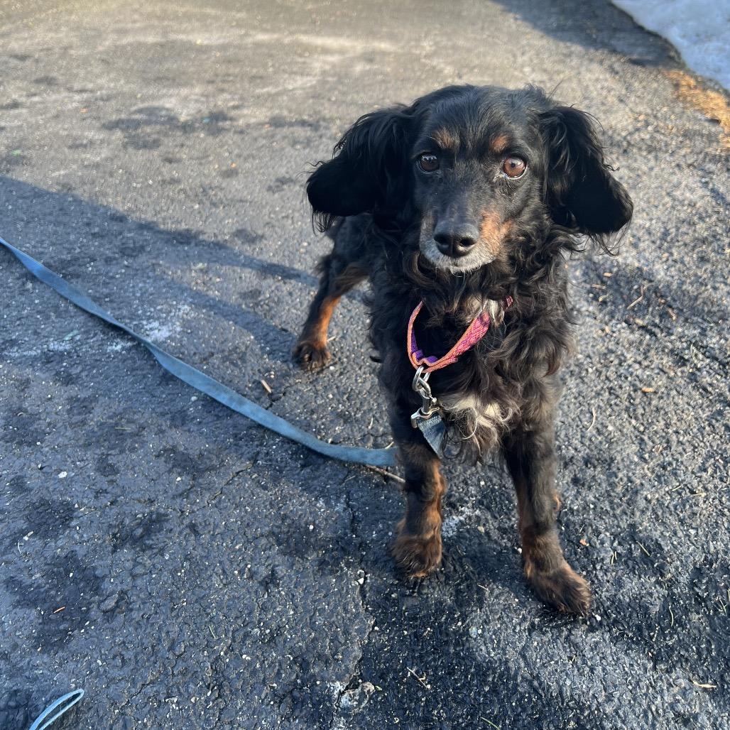 Lucia (Lucy), a Adoptable mixed breed in Sinking Spring, PA image 3/6