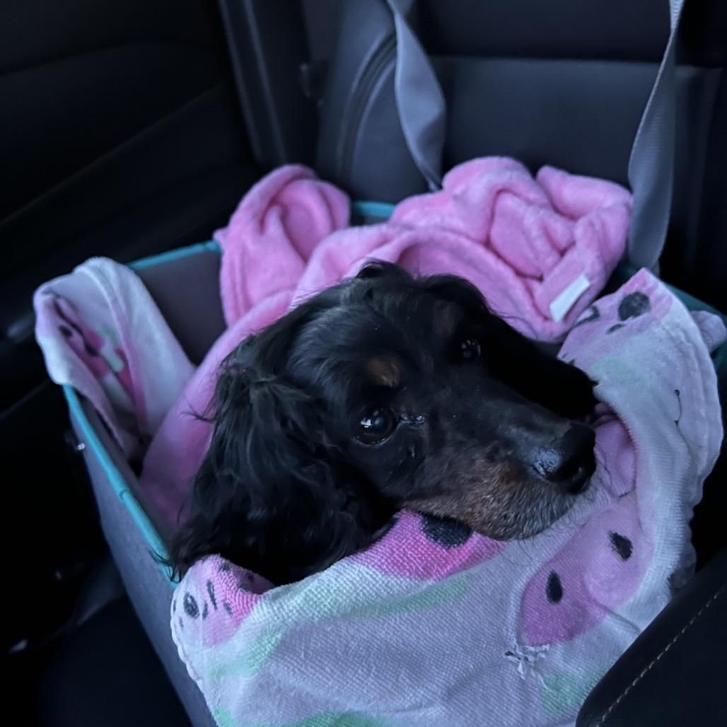 Lucia (Lucy), a Adoptable mixed breed in Sinking Spring, PA image 4/6