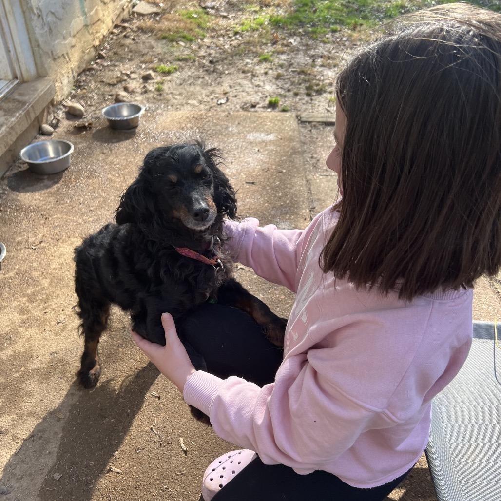 Enlarge Lucia (Lucy), a Adoptable mixed breed in Sinking Spring, PA image 2/6