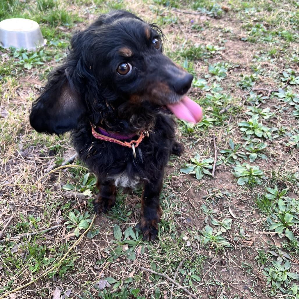 Enlarge Lucia (Lucy), a Adoptable mixed breed in Sinking Spring, PA image 3/6