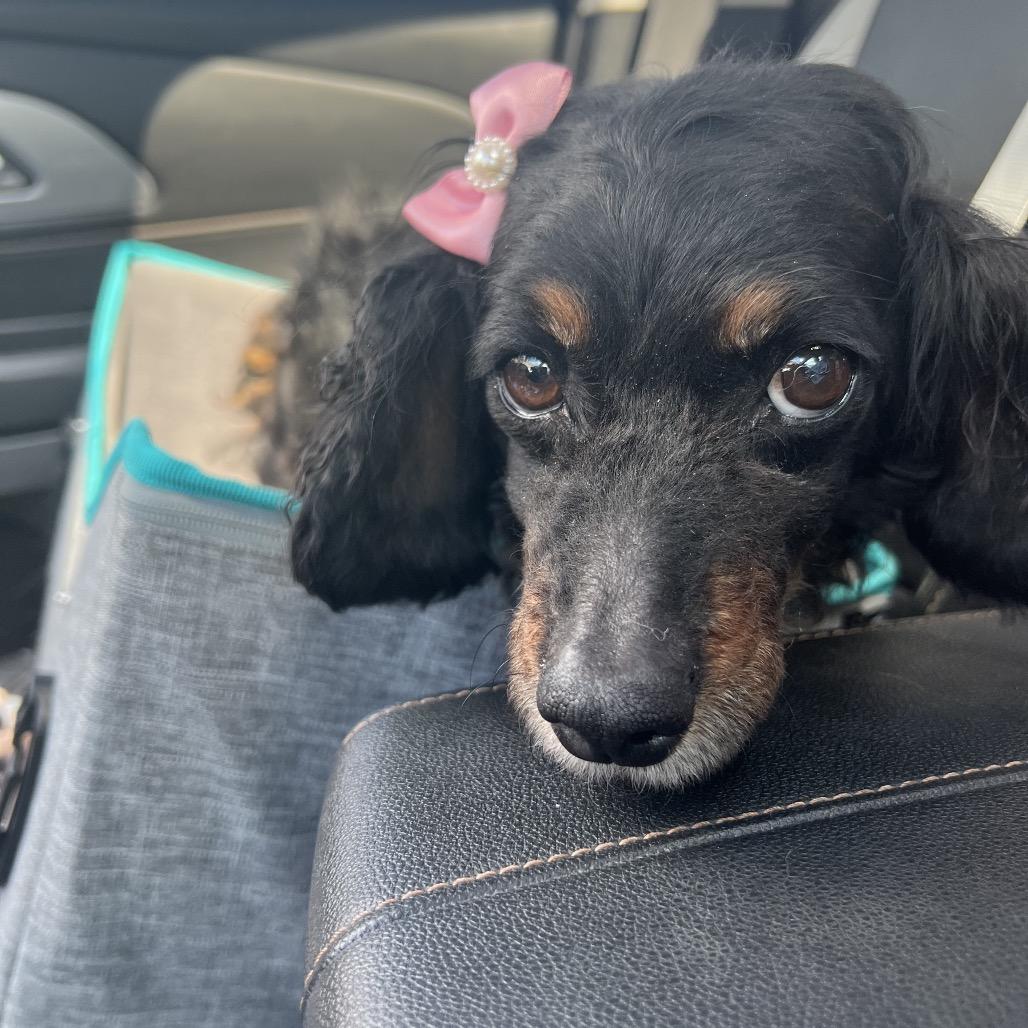 Enlarge Lucia (Lucy), a Adoptable mixed breed in Sinking Spring, PA image 5/6