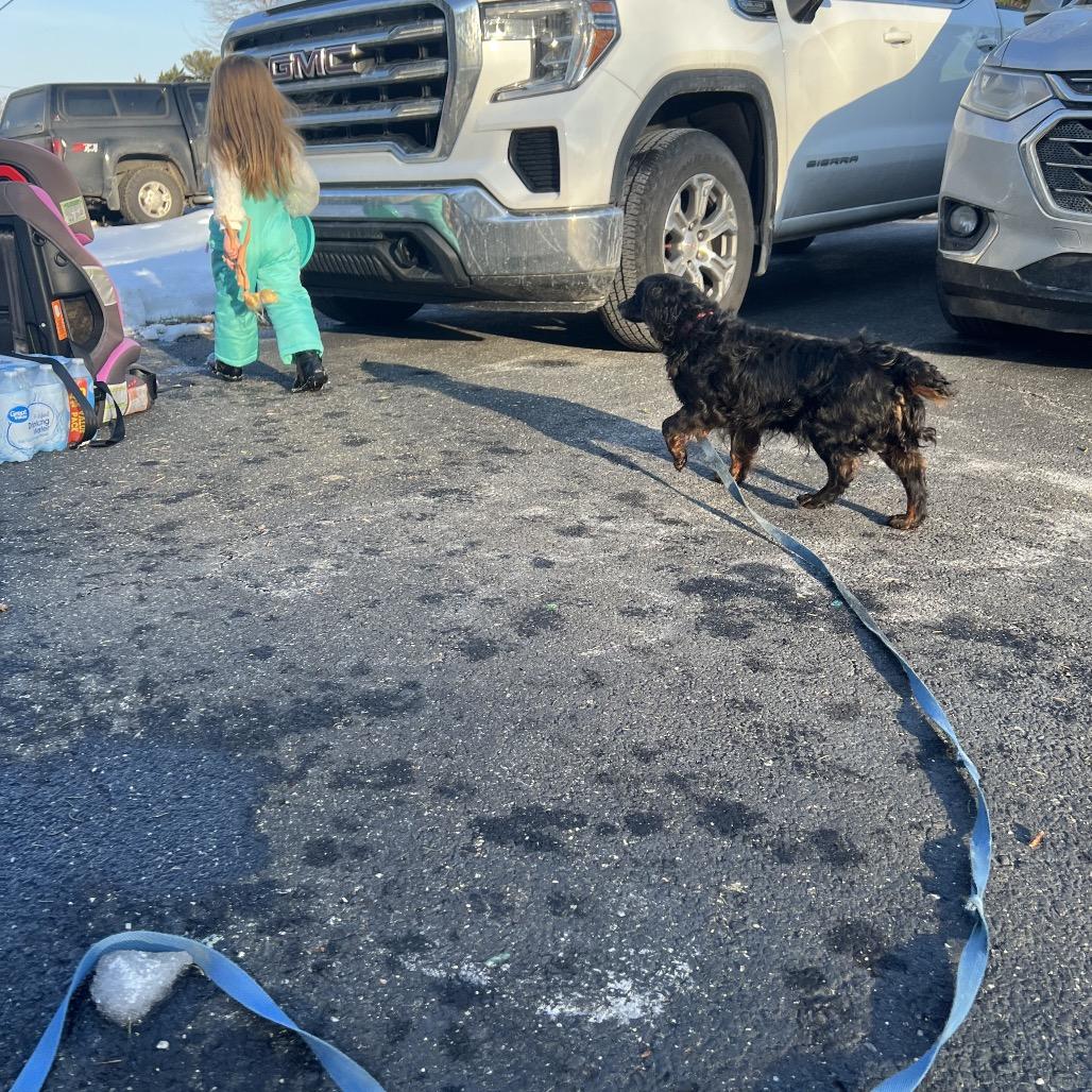 Lucia (Lucy), a Adoptable mixed breed in Sinking Spring, PA image 5/6