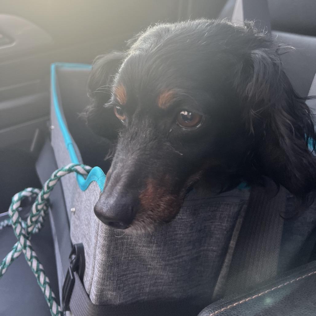 Lucia (Lucy), a Adoptable mixed breed in Sinking Spring, PA image 6/6