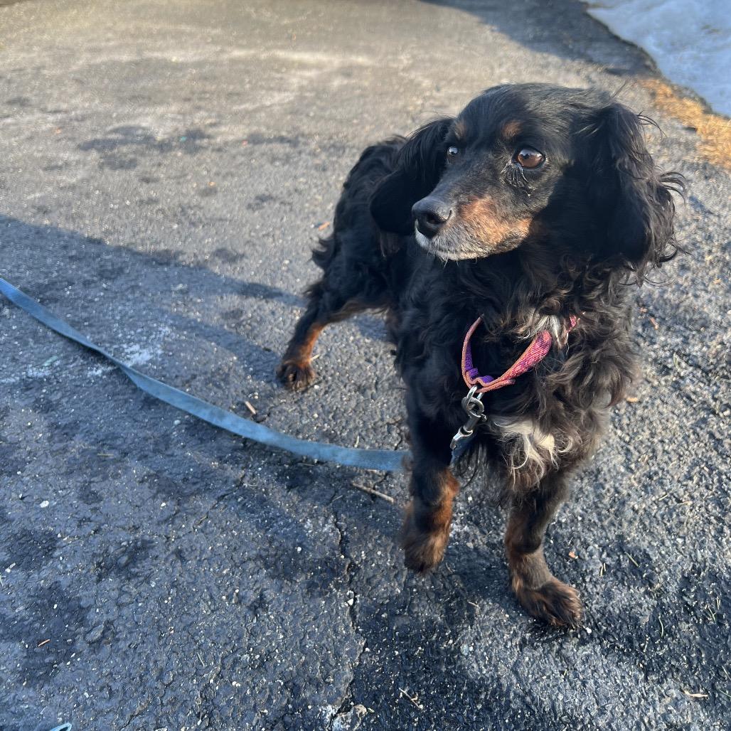 Enlarge Lucia (Lucy), a Adoptable mixed breed in Sinking Spring, PA image 6/6