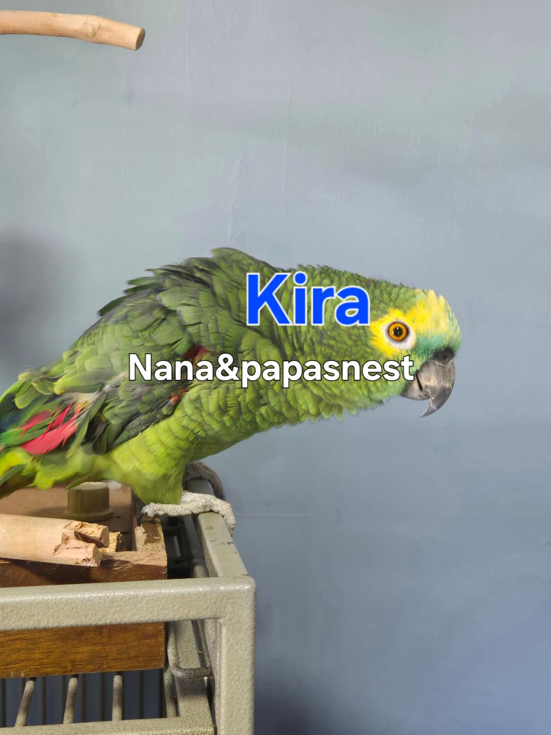 Enlarge Kira, a Adoptable Amazon in Wakefield, VA image 1/1