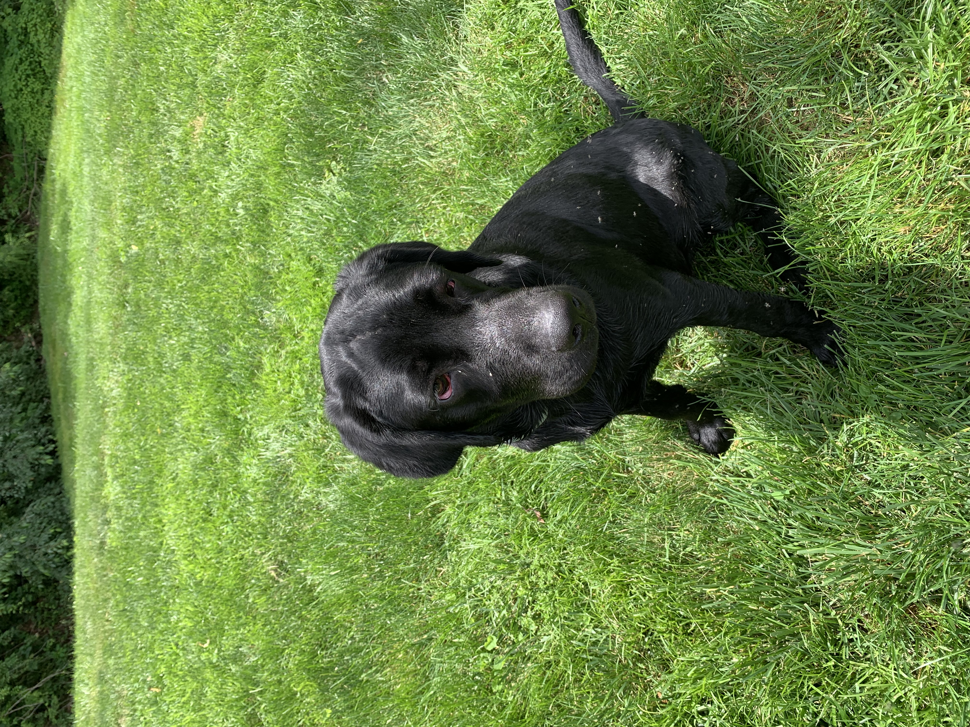 Van, a Adopted Labrador Retriever in Brownstown, IN image 3/6