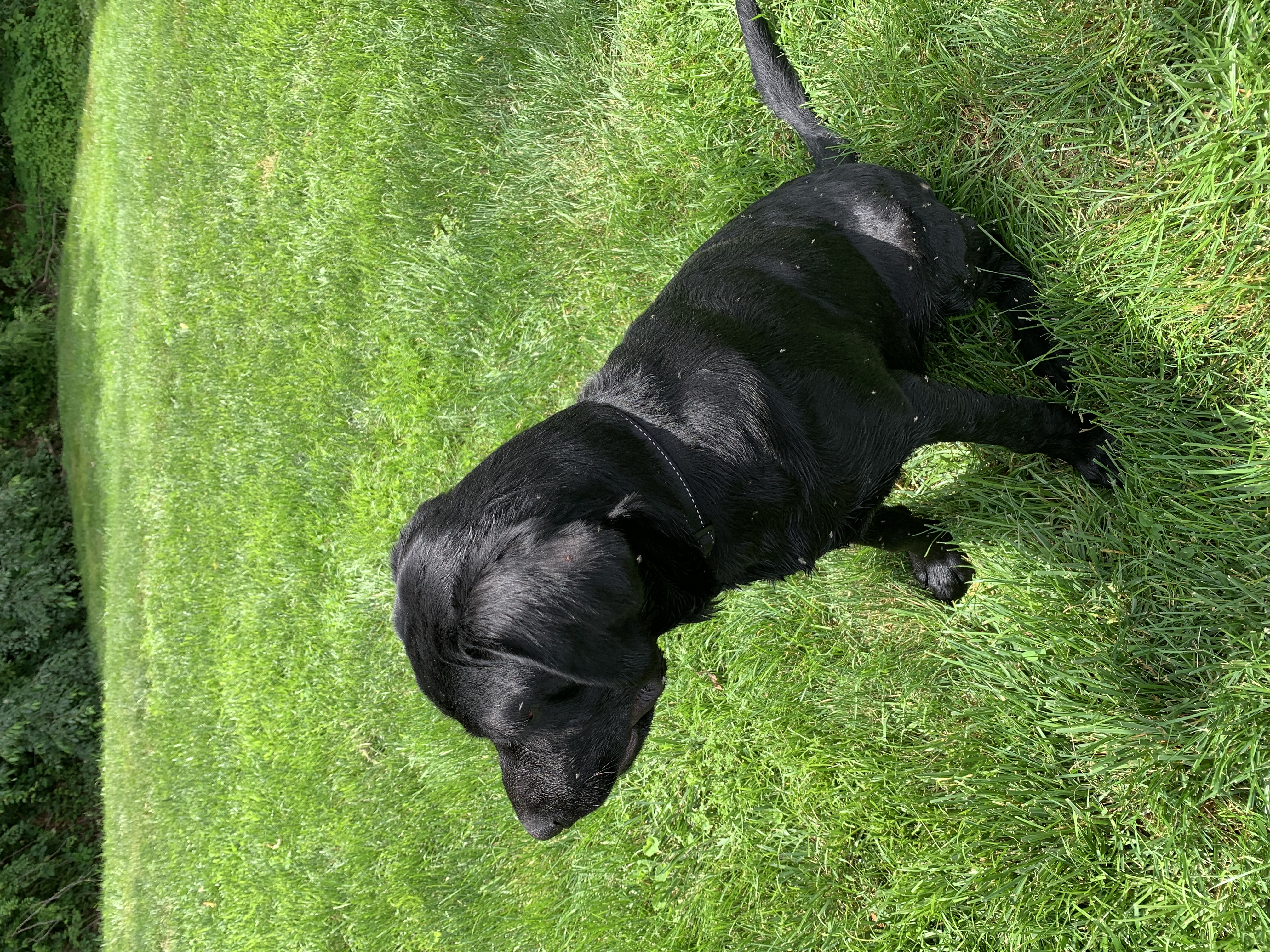 Van, a Adopted Labrador Retriever in Brownstown, IN image 2/6