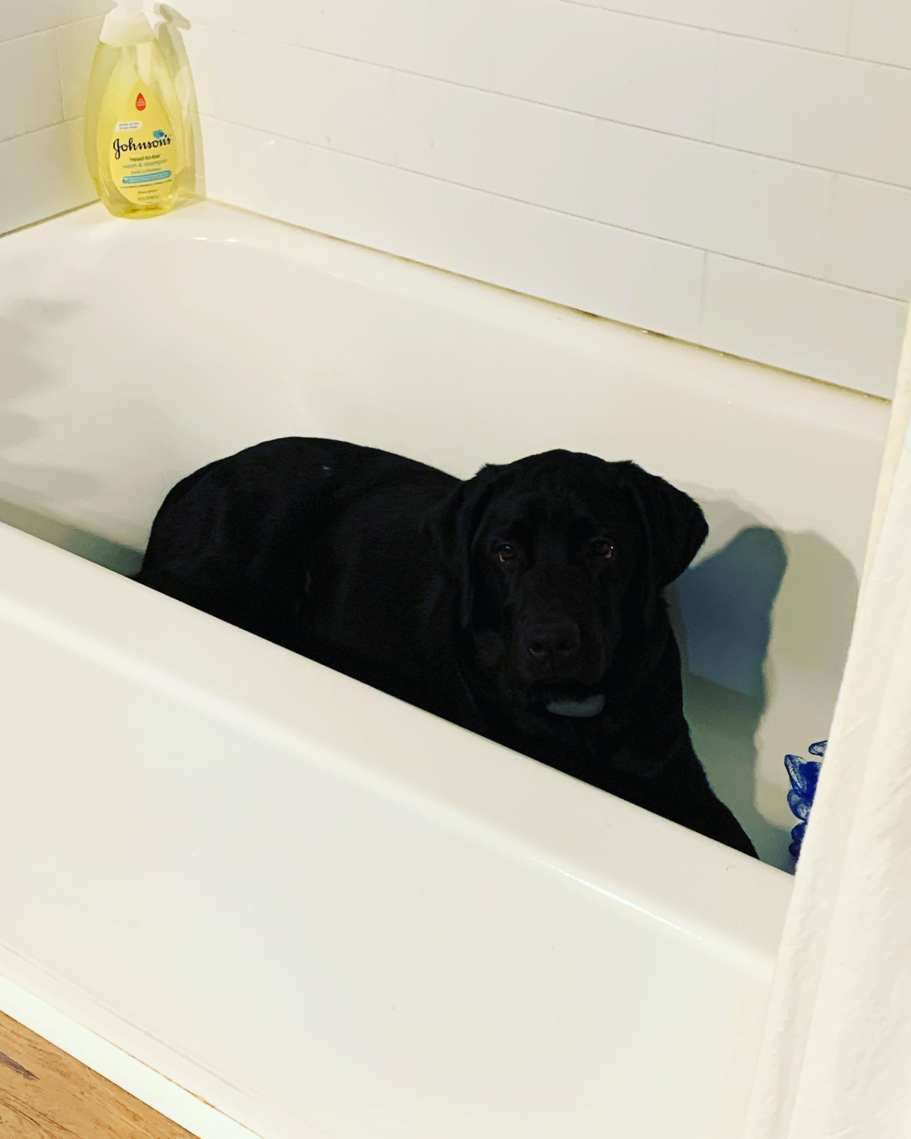 Van, a Adopted Labrador Retriever in Brownstown, IN image 4/6