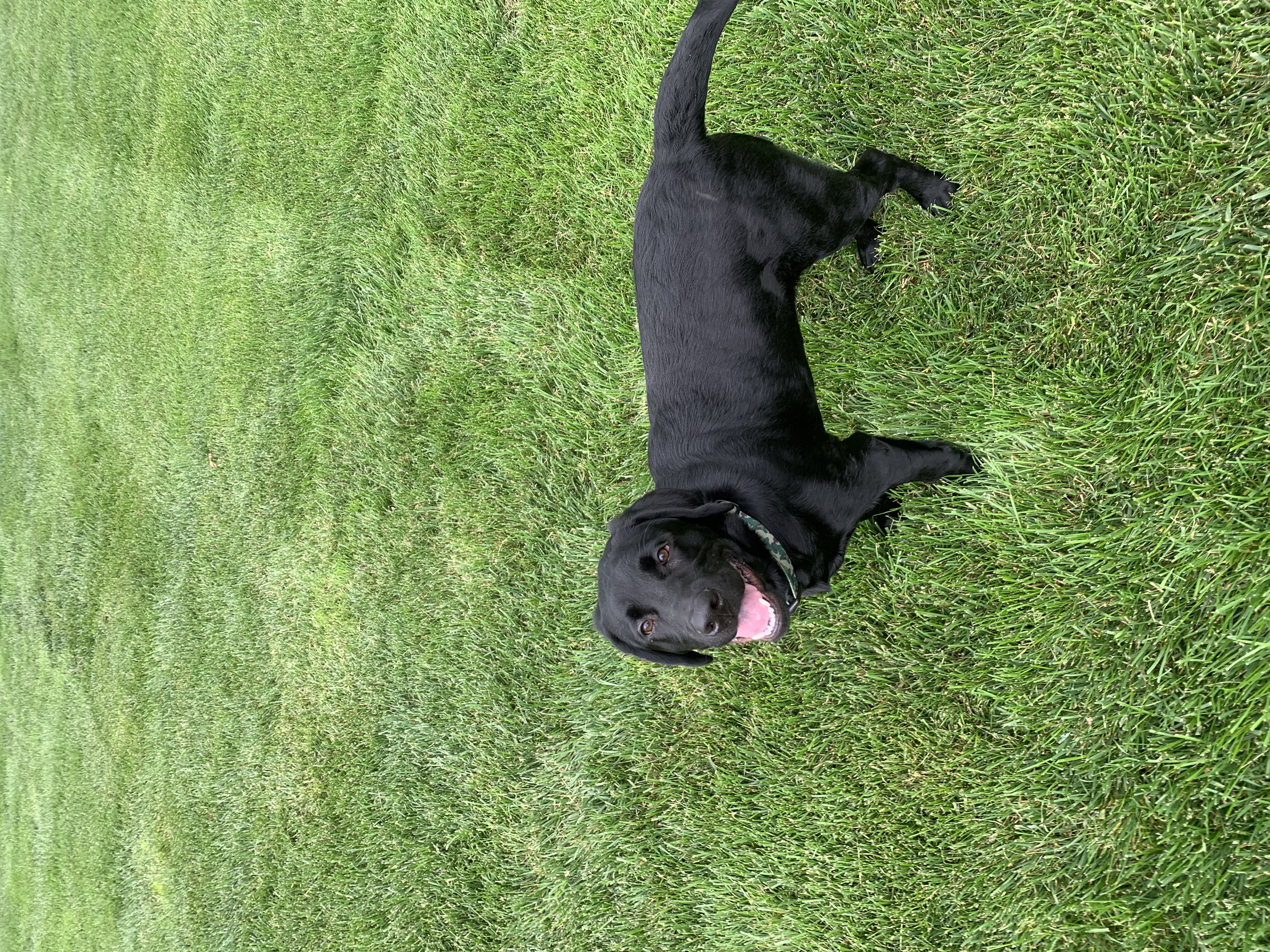 Van, a Adopted Labrador Retriever in Brownstown, IN image 5/6