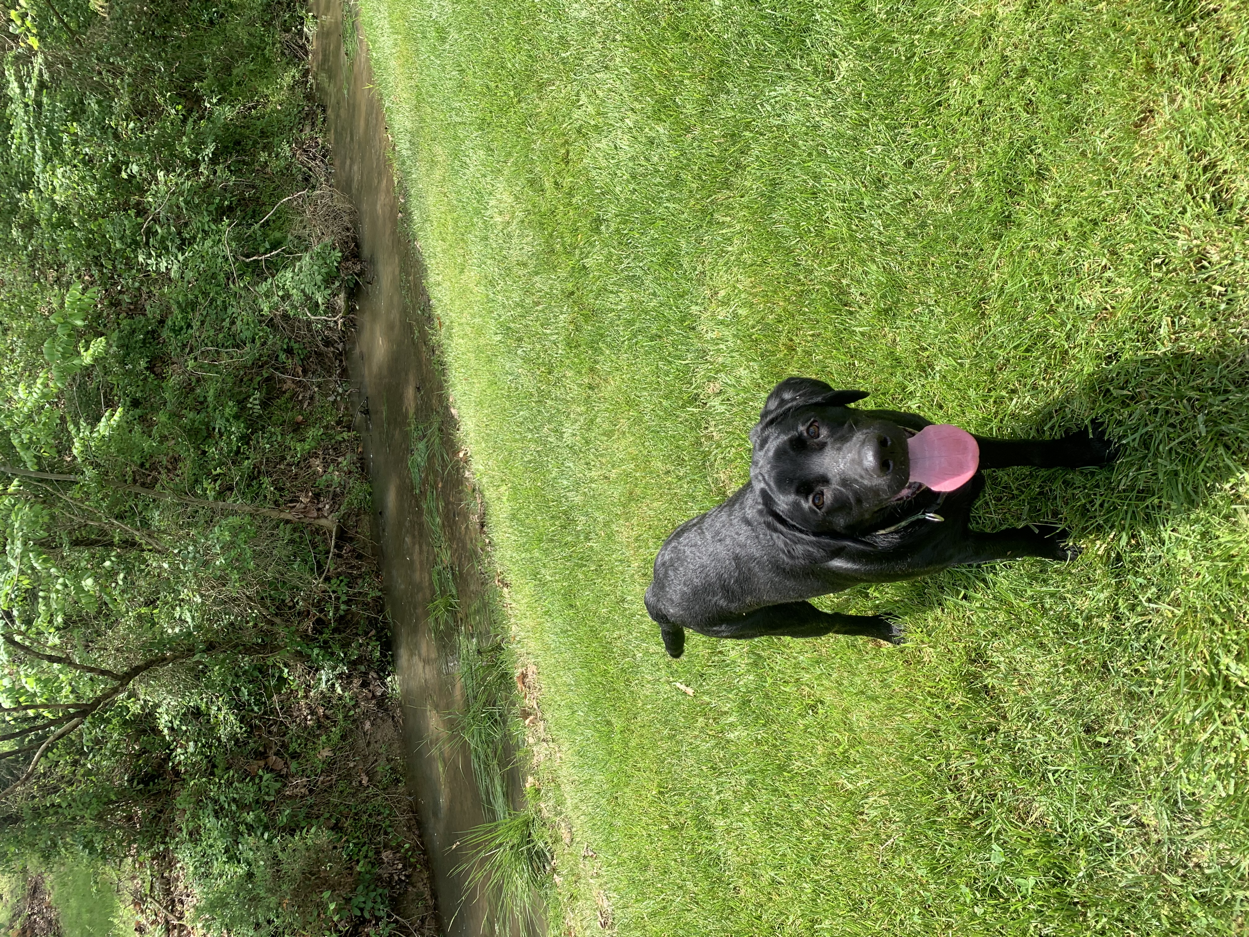 Van, a Adopted Labrador Retriever in Brownstown, IN image 6/6