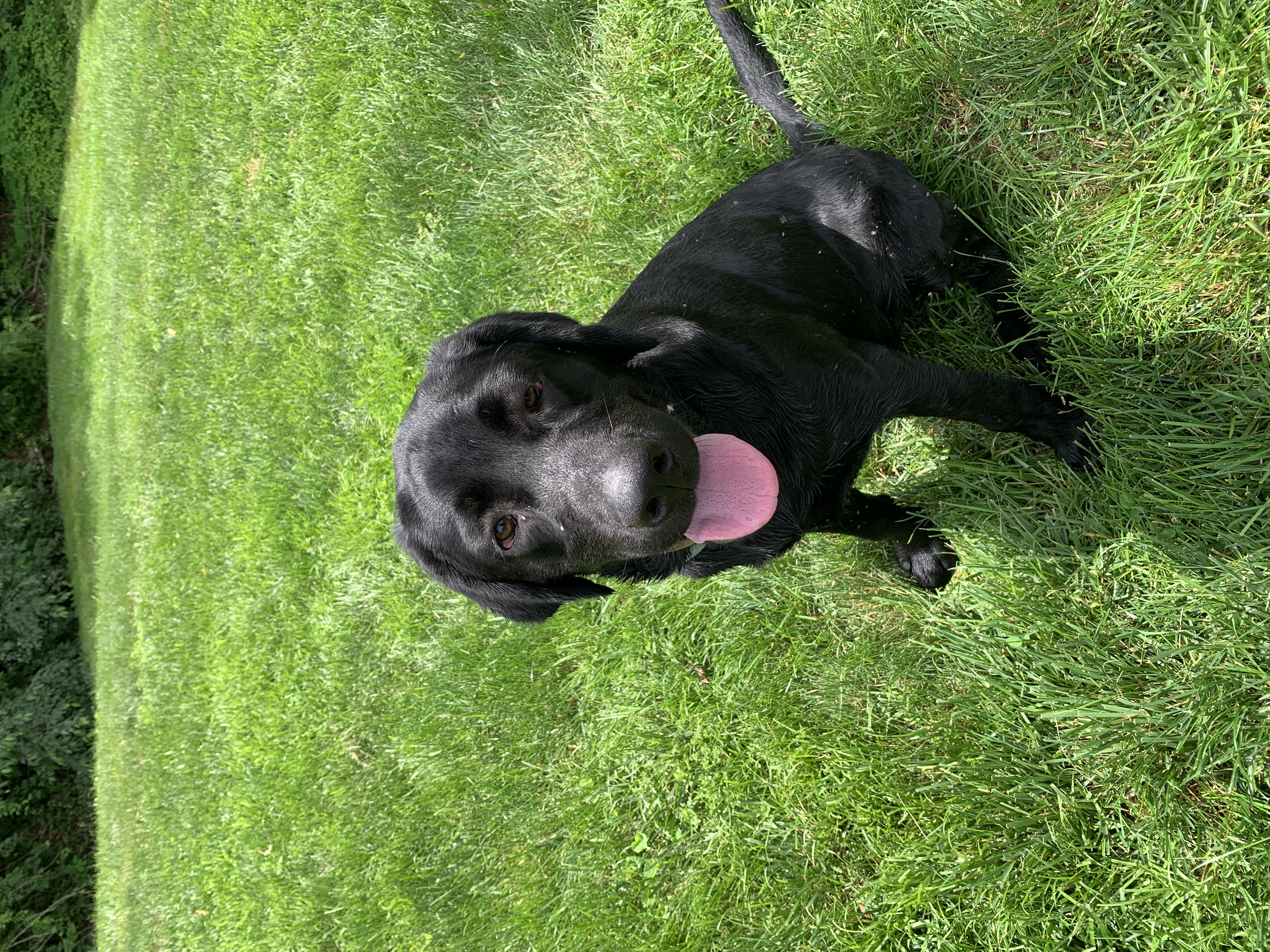 Van, a Adopted Labrador Retriever in Brownstown, IN image 1/6