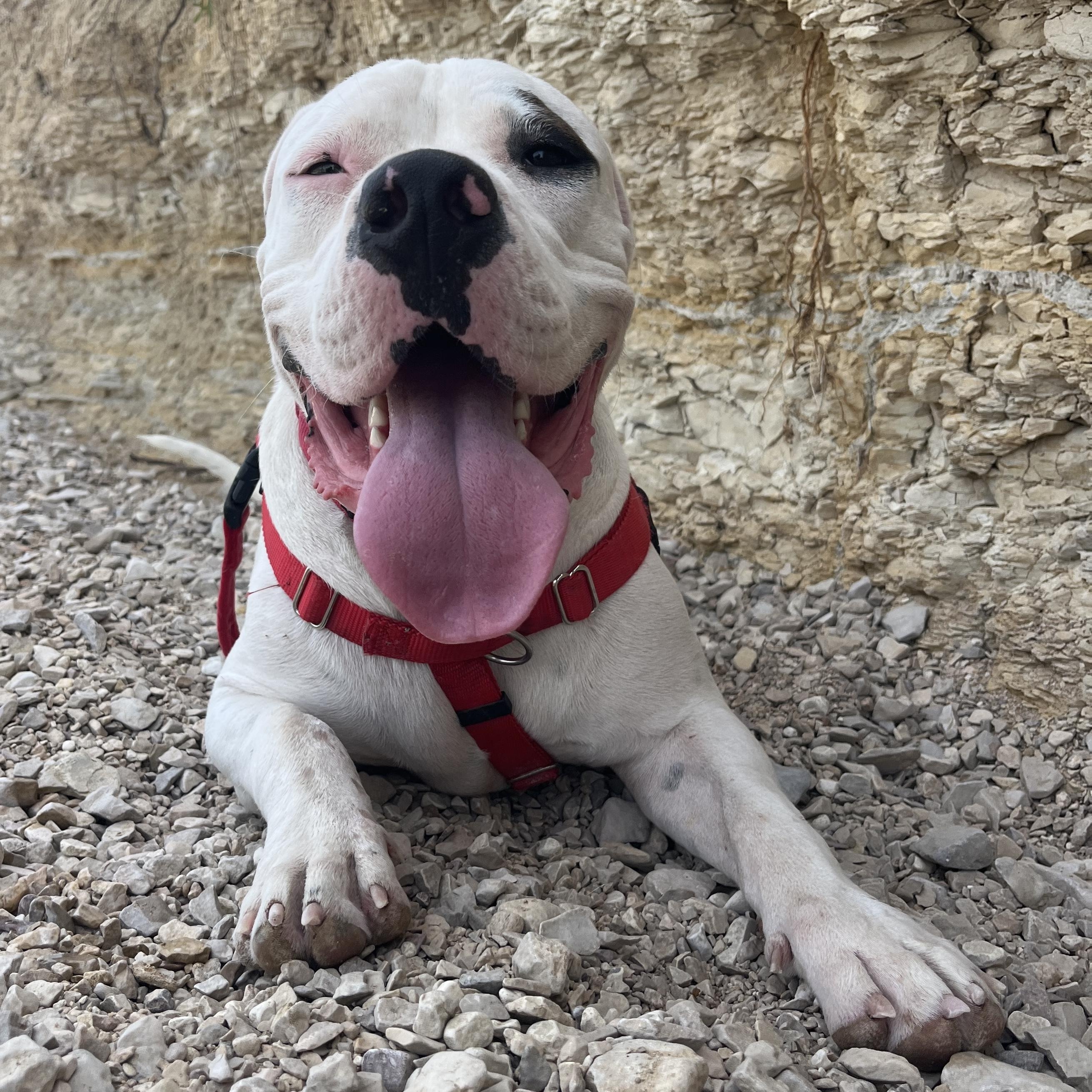 Hubs, an adoptable American Bully in Marfa, TX, 79843 | Photo Image 1