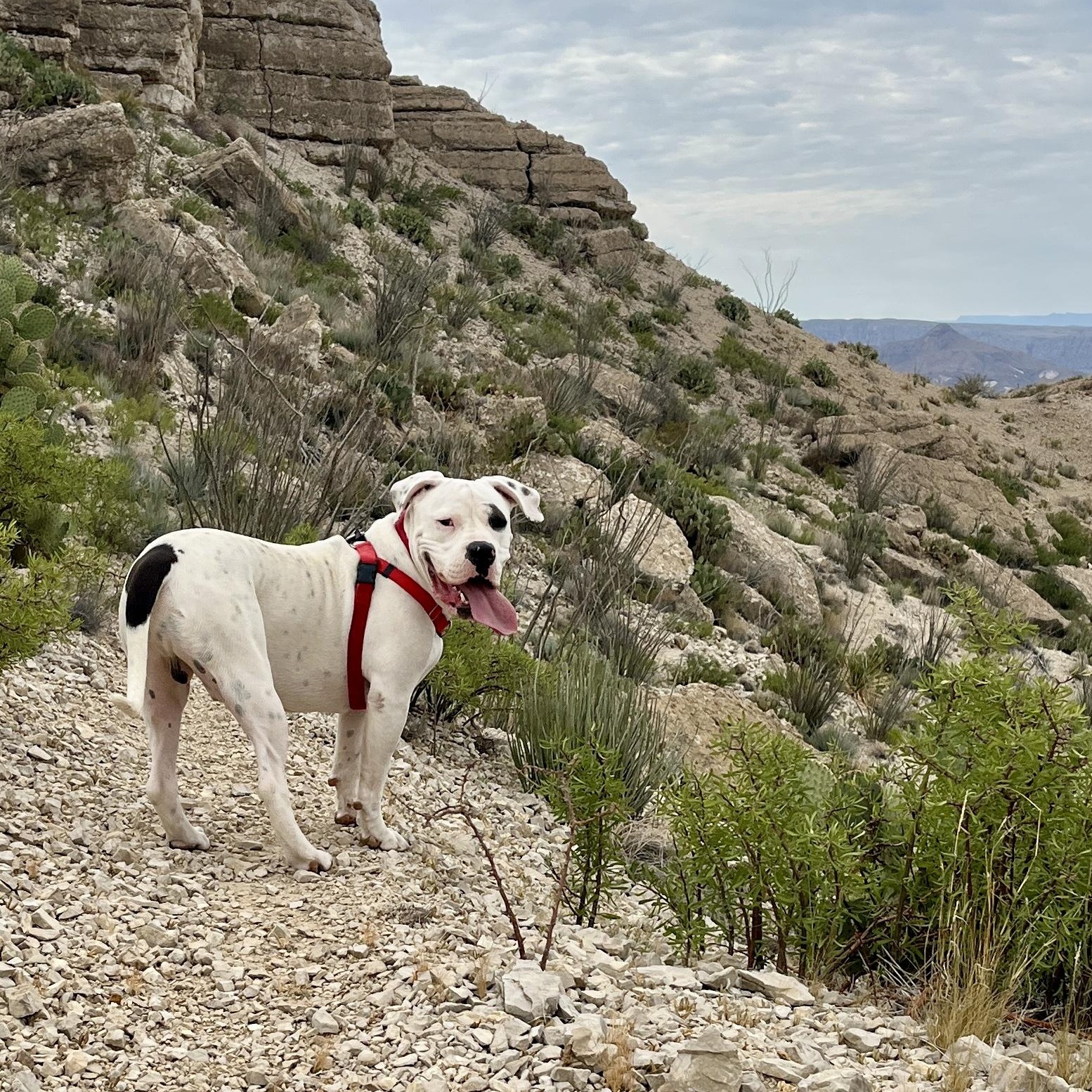 Hubs, an adoptable American Bully in Marfa, TX, 79843 | Photo Image 5