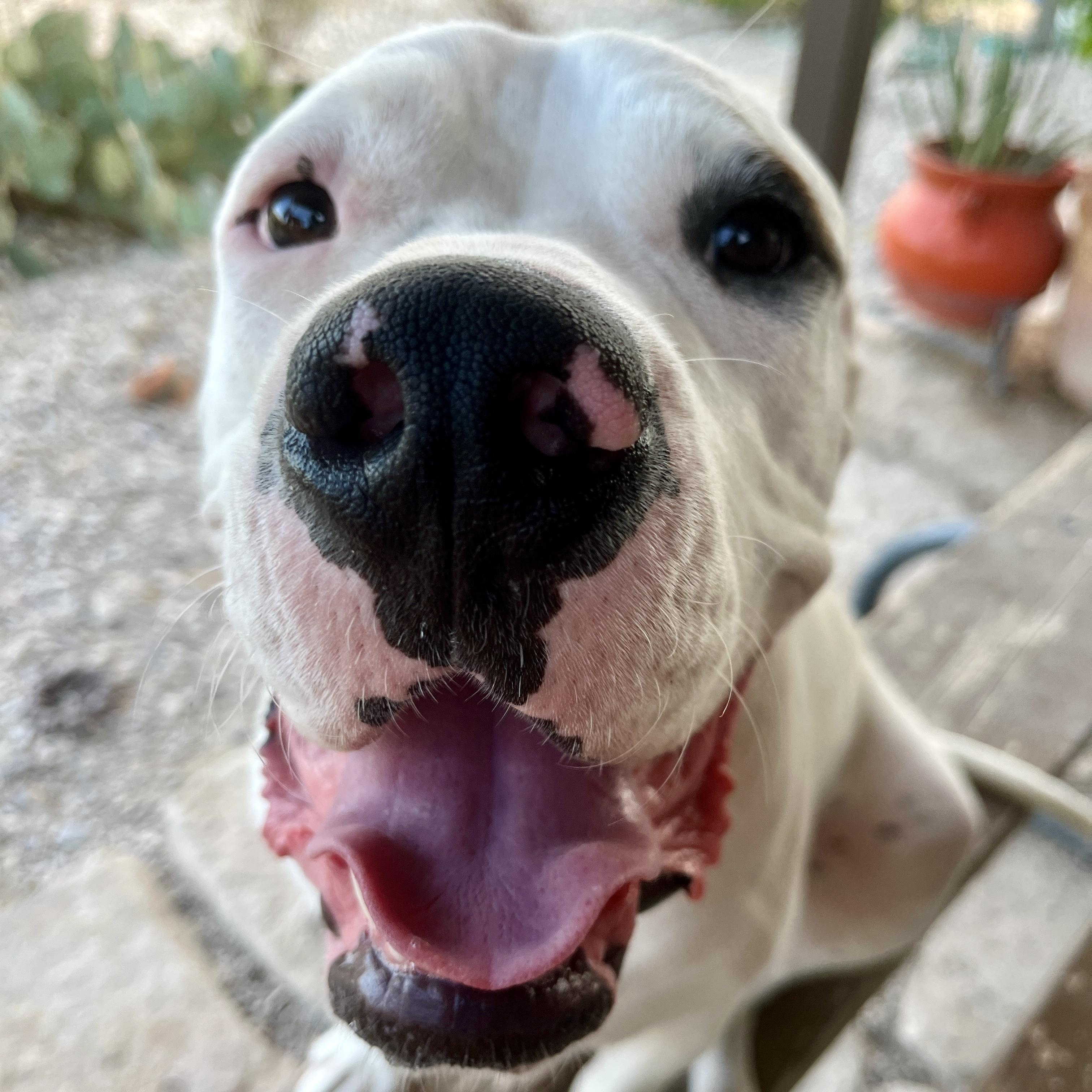 Hubs, an adoptable American Bully in Marfa, TX, 79843 | Photo Image 3