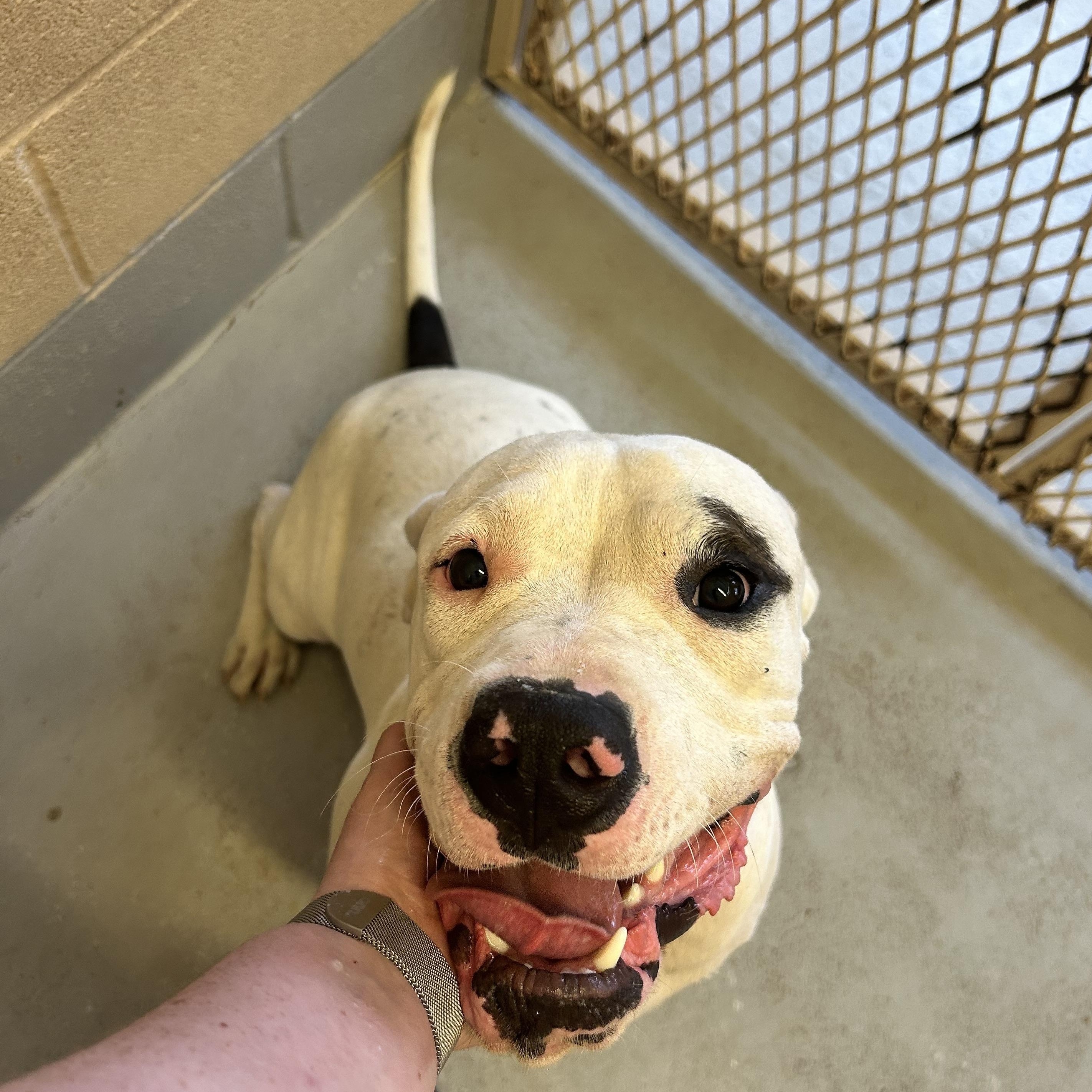 Hubs, an adoptable American Bully in Marfa, TX, 79843 | Photo Image 4