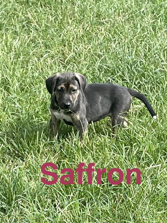 Saffron, Adoptable, Puppy Female Mixed Breed.