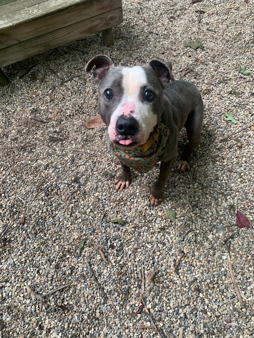 Enlarge Sugar, a Adoptable mixed breed in fennville, MI image 1/6