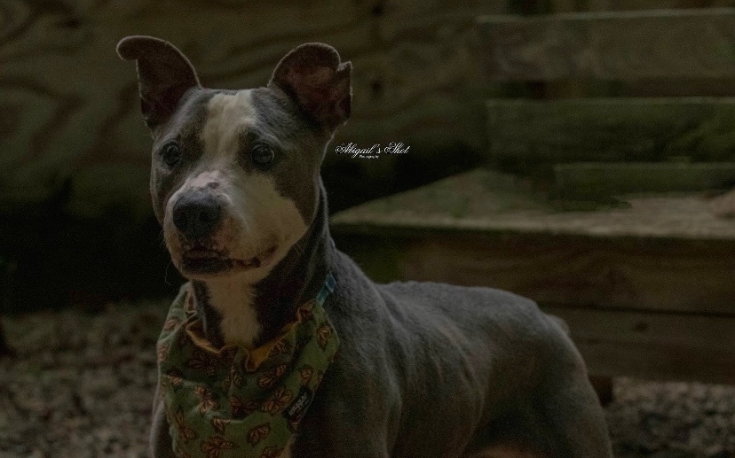 Enlarge Sugar, a Adoptable mixed breed in fennville, MI image 2/6