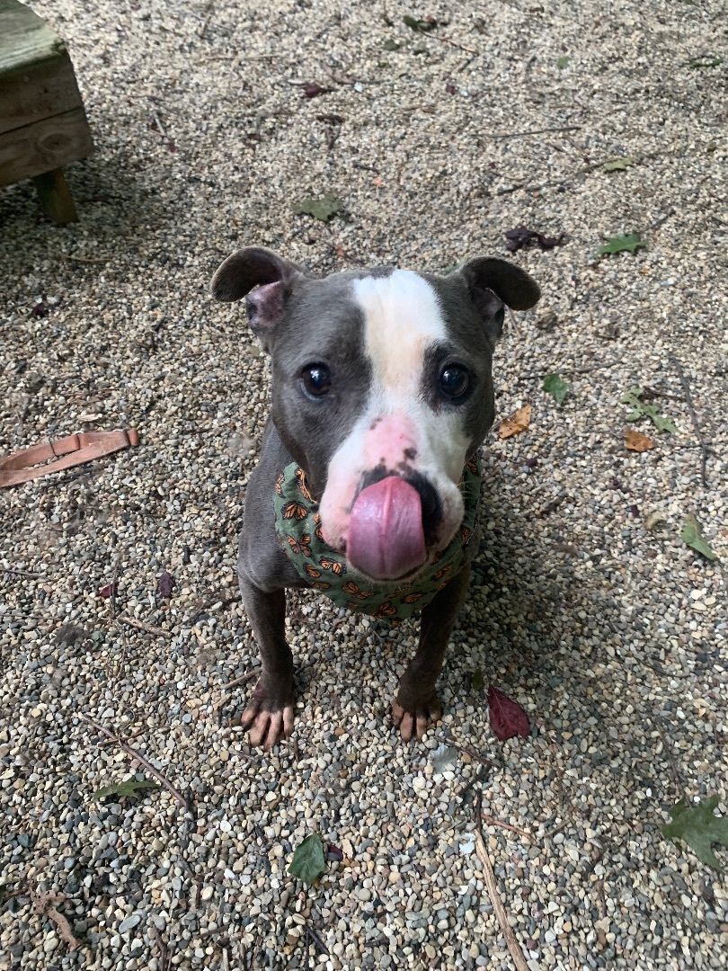 Enlarge Sugar, a Adoptable mixed breed in fennville, MI image 3/6