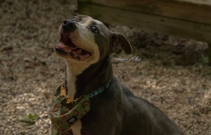 Enlarge Sugar, a Adoptable mixed breed in fennville, MI image 4/6