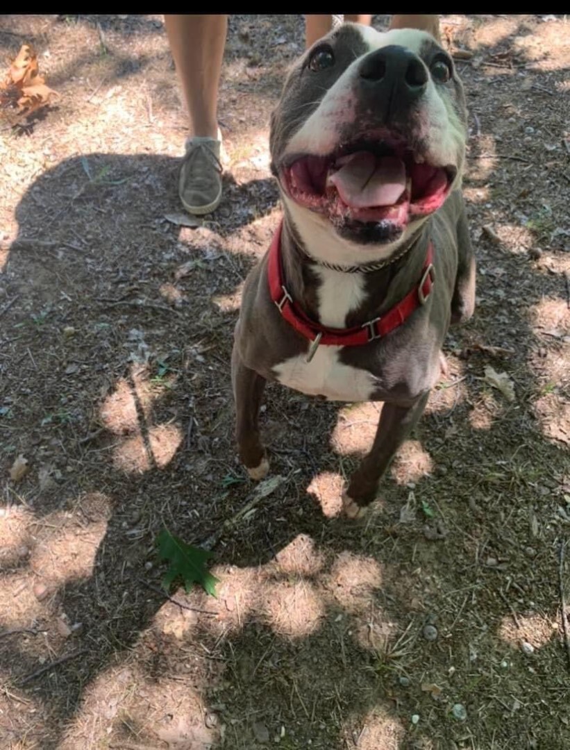 Enlarge Sugar, a Adoptable mixed breed in fennville, MI image 6/6