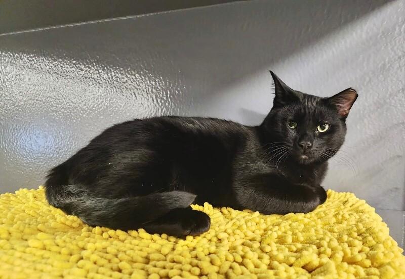 Petey, a Adoptable Domestic Short Hair in North Babylon, NY image 1/4