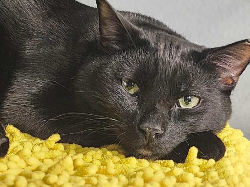 Petey, a Adoptable Domestic Short Hair in North Babylon, NY image 2/4