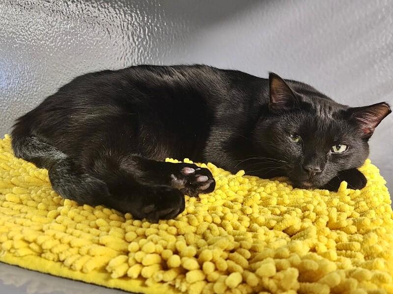 Petey, a Adoptable Domestic Short Hair in North Babylon, NY image 3/4