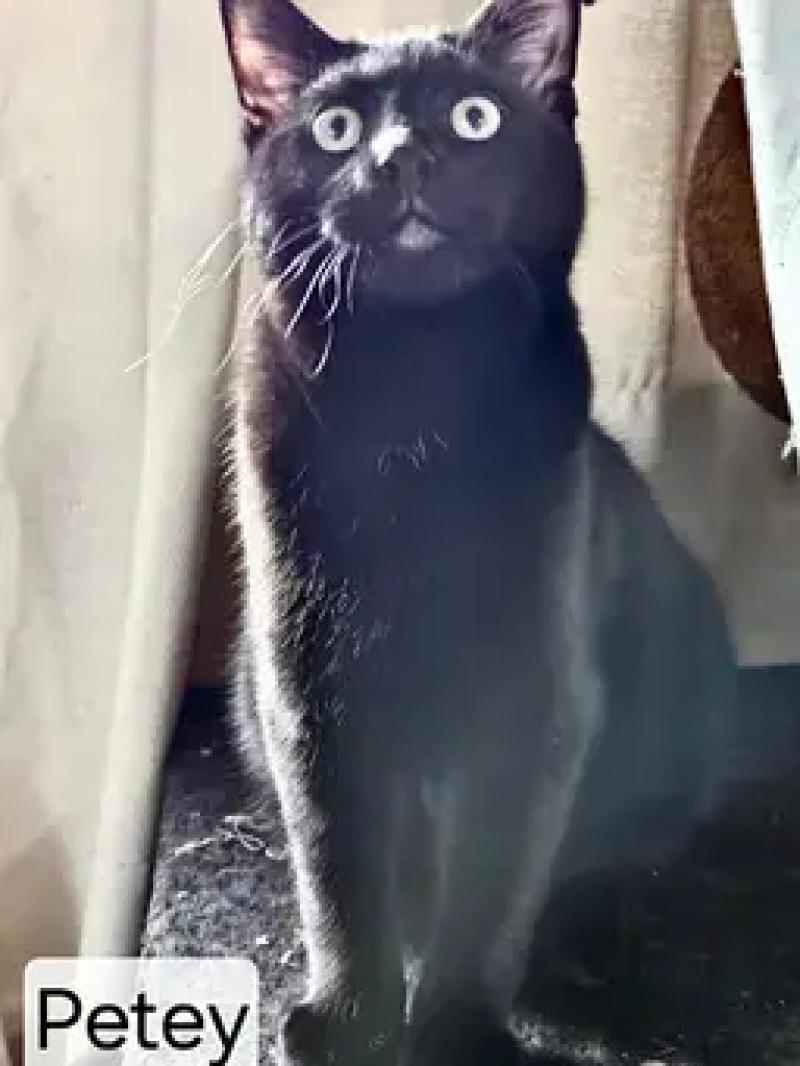 Petey, Adoptable, Adult Male Domestic Short Hair.