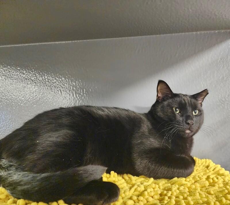 Petey, a Adoptable Domestic Short Hair in North Babylon, NY image 4/4