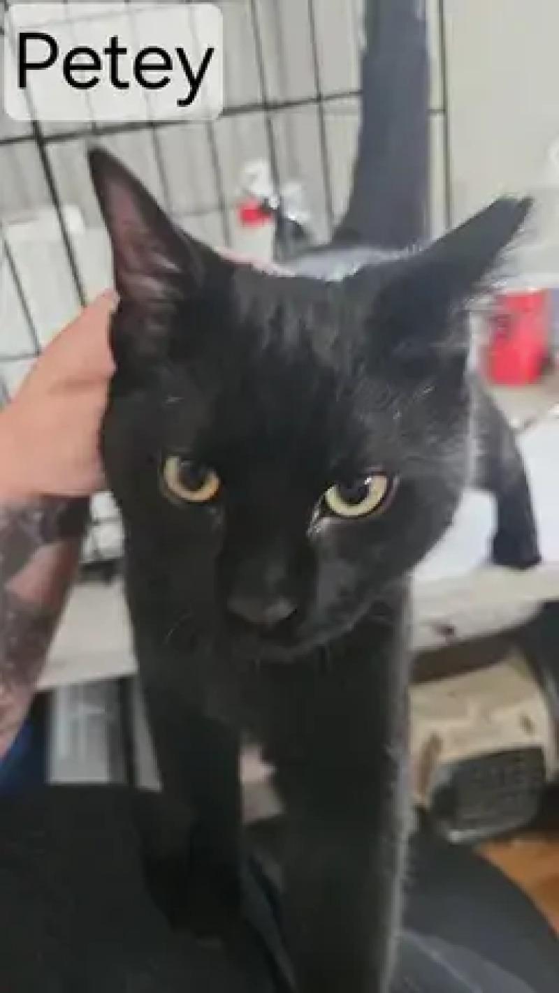Enlarge Petey, a Adoptable Domestic Short Hair in North Babylon, NY image 3/4
