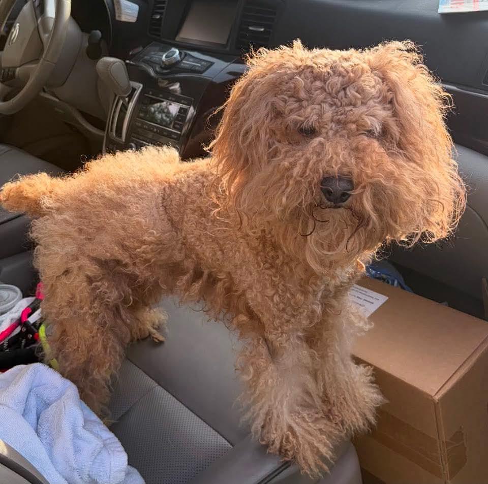 Gabby, Adoptable, Adult Female Cockapoo.