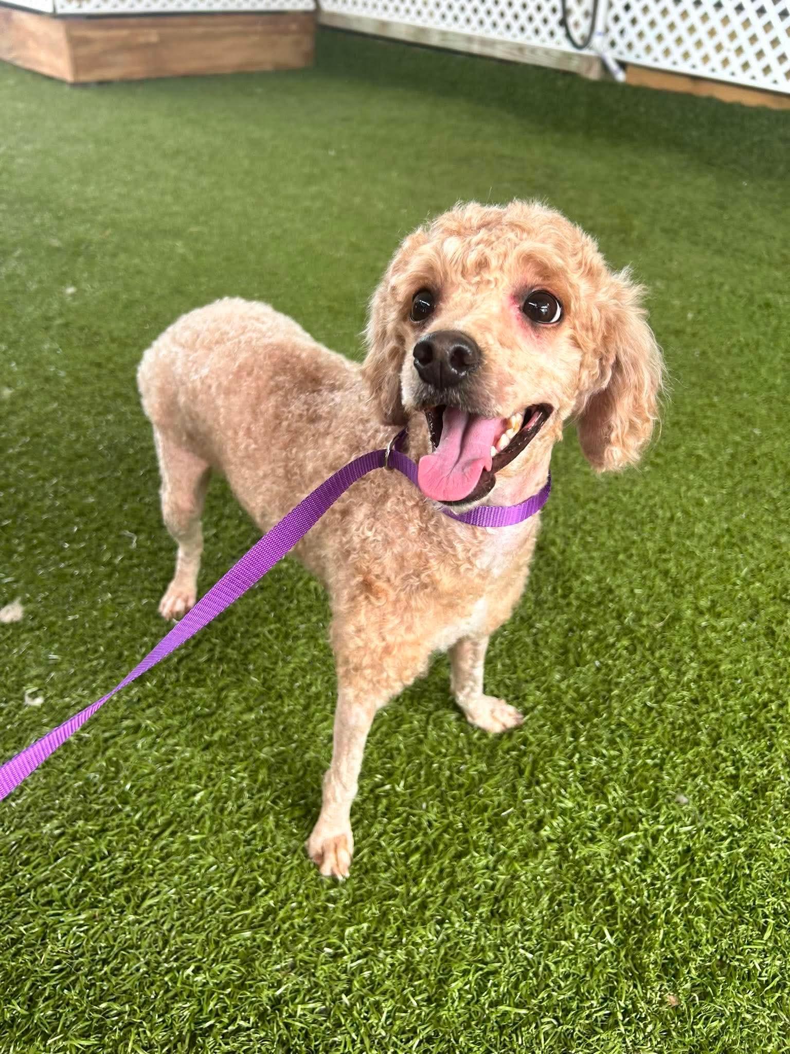 Enlarge Gabby, a Adoptable Cockapoo in Panama City, FL image 2/2