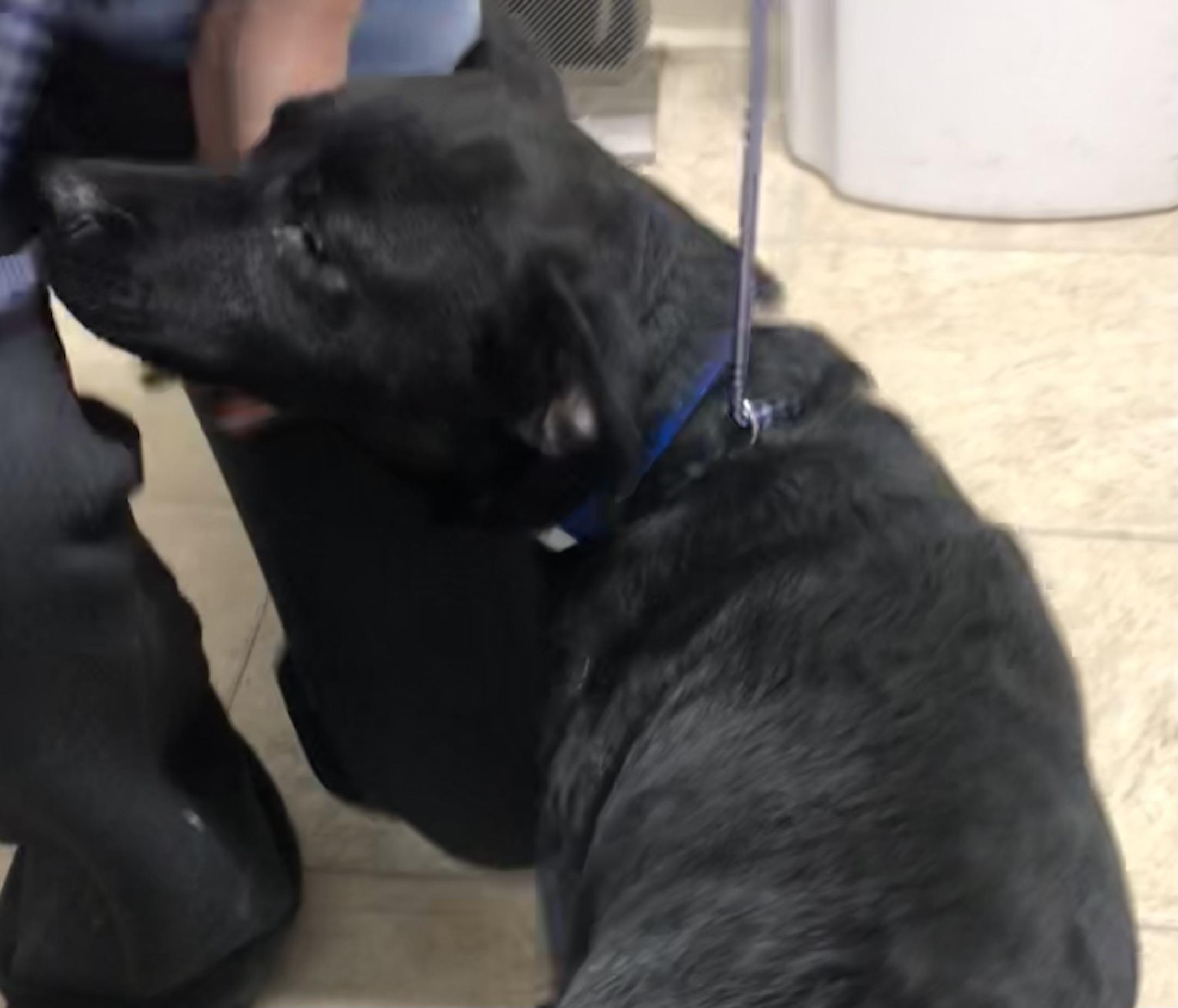 Enlarge Marty, a ADOPTABLE mixed breed in Parma, OH image 1/2