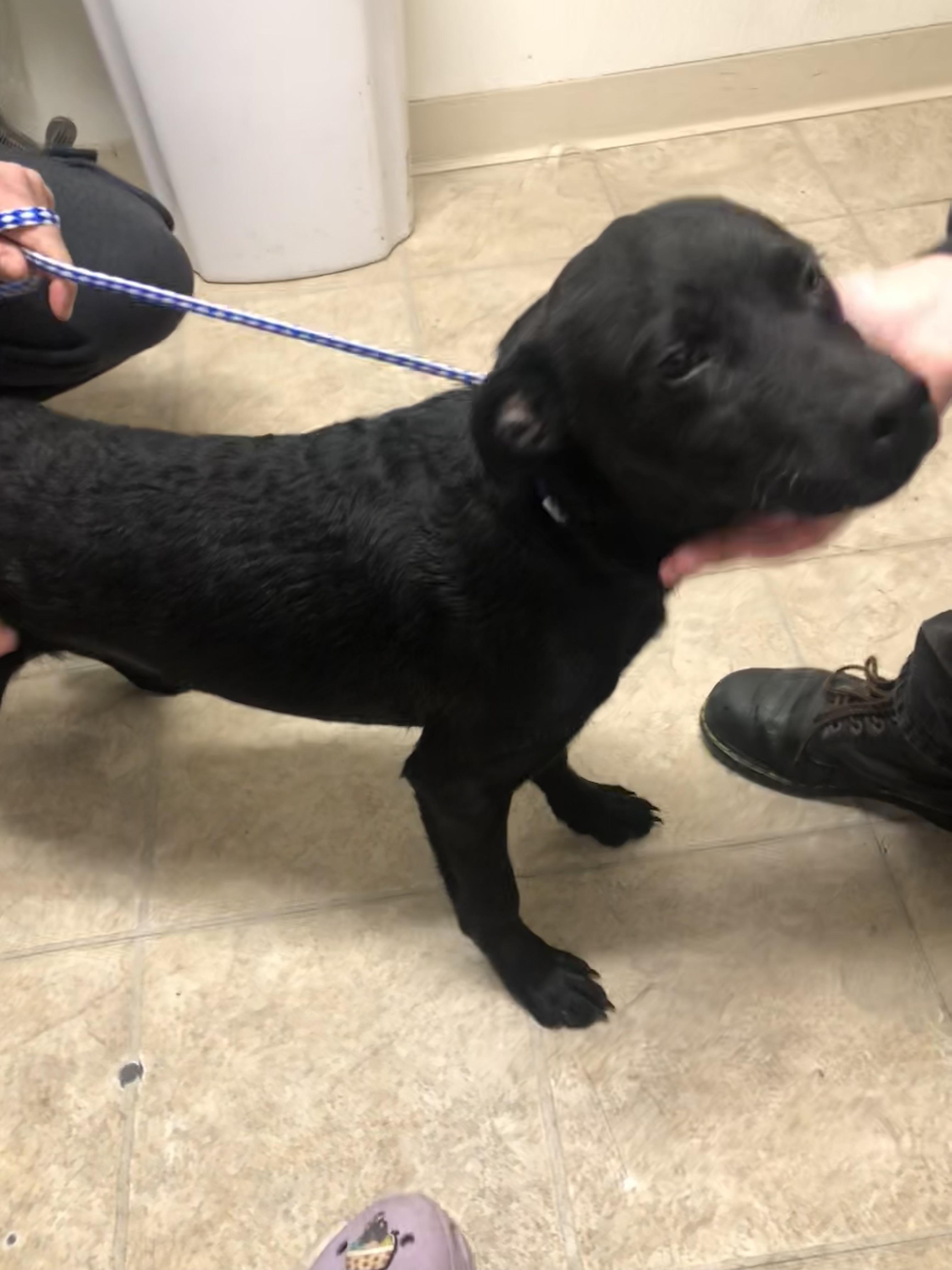 Enlarge Marty, a ADOPTABLE mixed breed in Parma, OH image 2/2