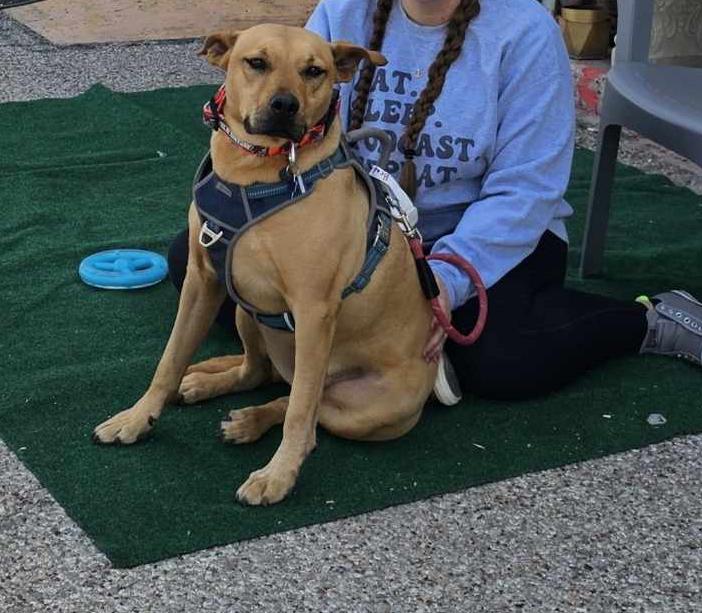 Enlarge Bradley, a Adoptable mixed breed in San Angelo , TX image 3/6