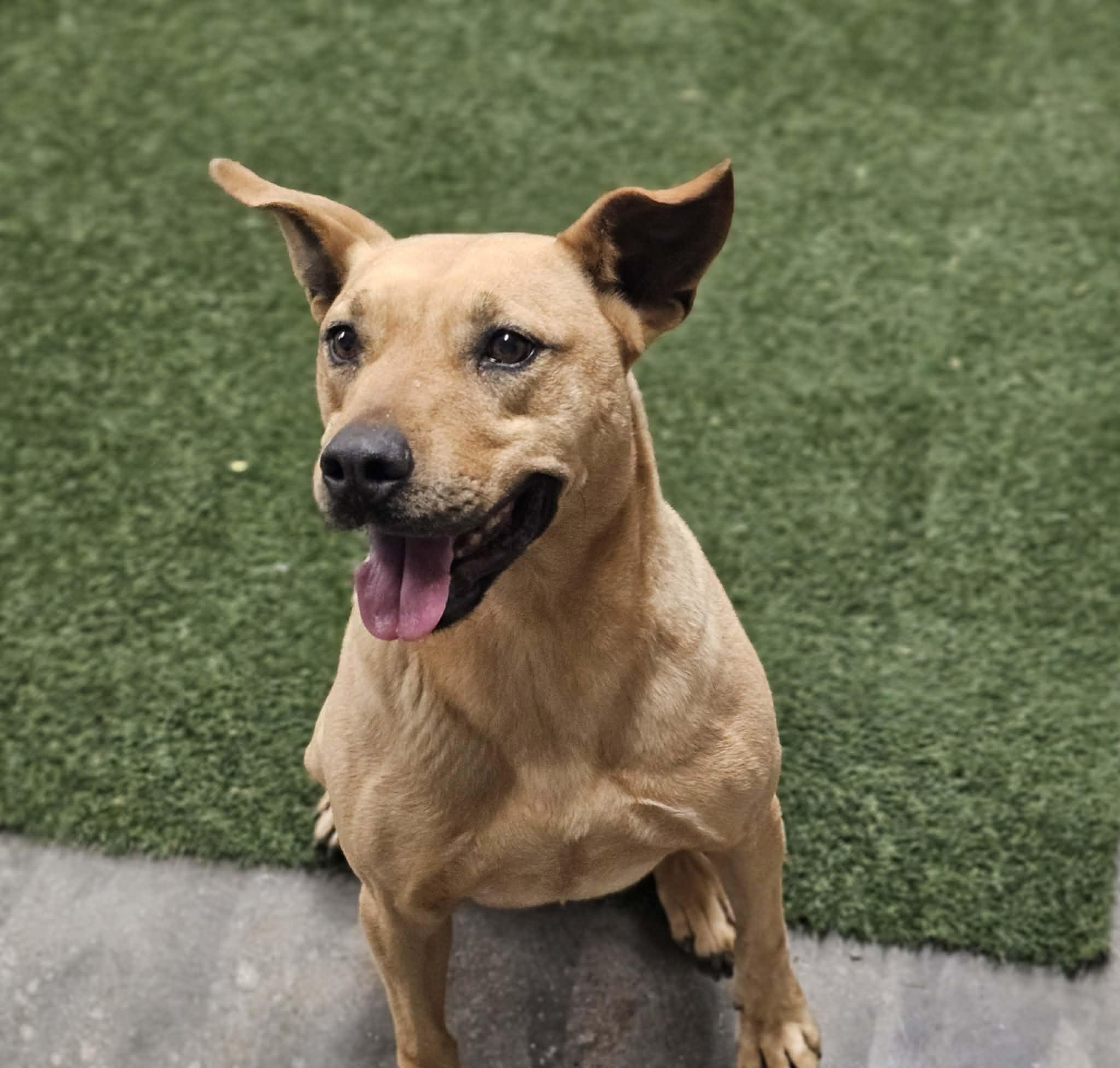 Enlarge Bradley, a Adoptable mixed breed in San Angelo , TX image 3/6