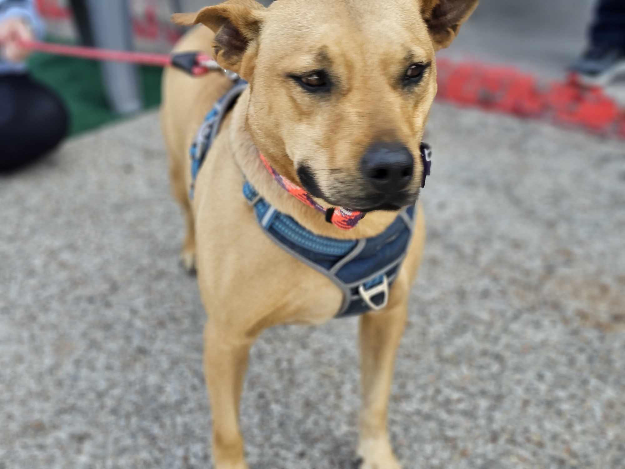 Enlarge Bradley, a Adoptable mixed breed in San Angelo , TX image 2/6