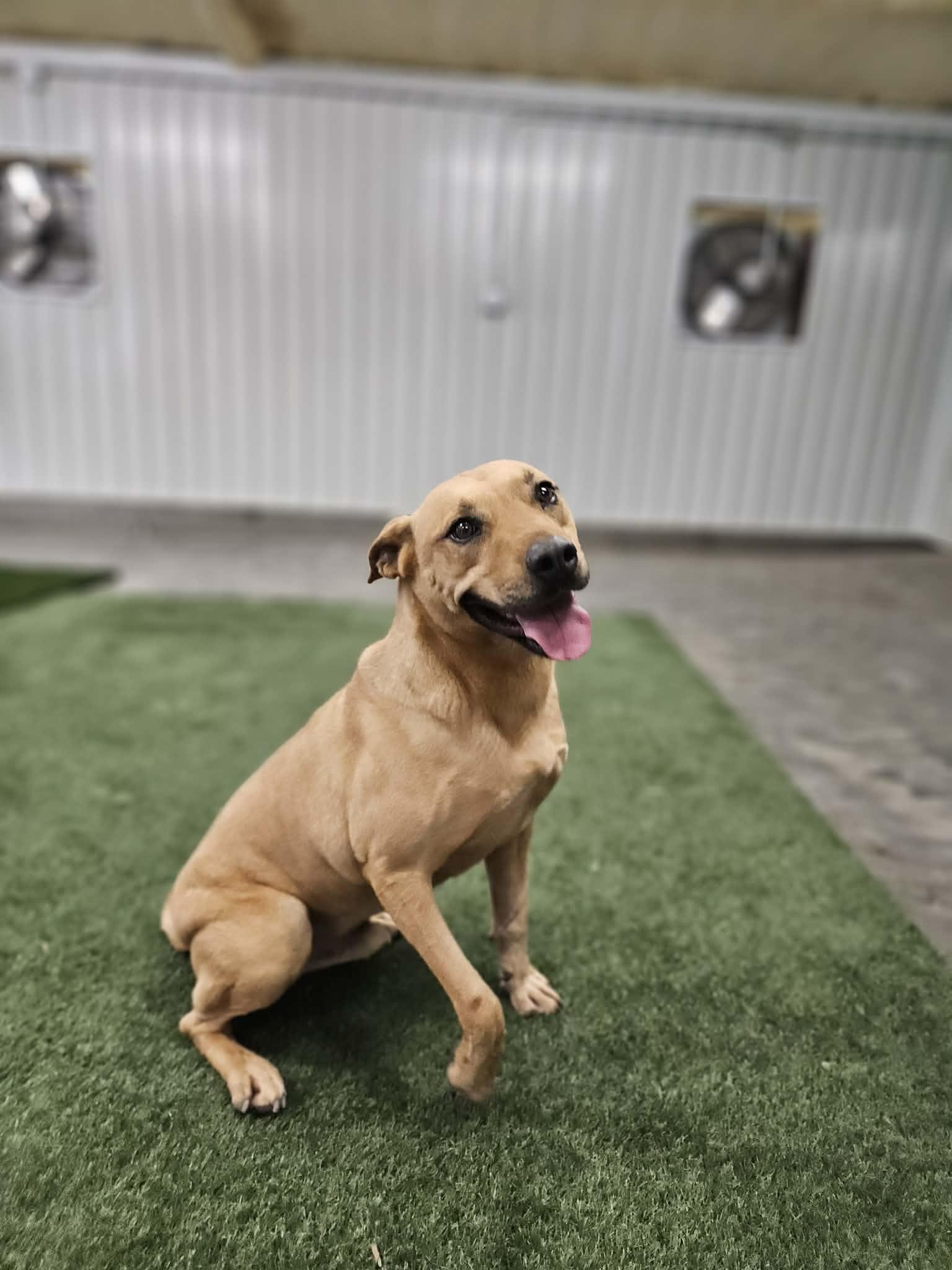 Enlarge Bradley, a Adoptable mixed breed in San Angelo , TX image 4/6
