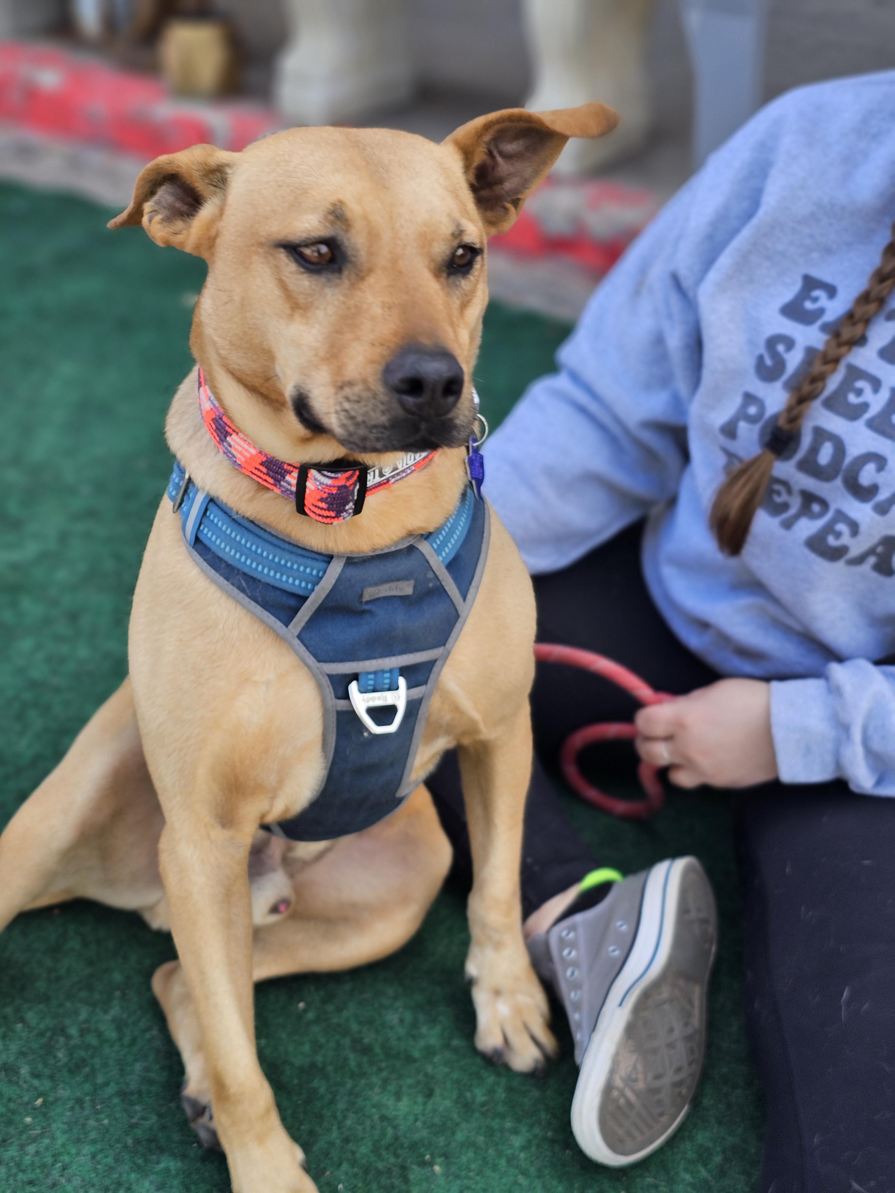 Enlarge Bradley, a Adoptable mixed breed in San Angelo , TX image 5/6
