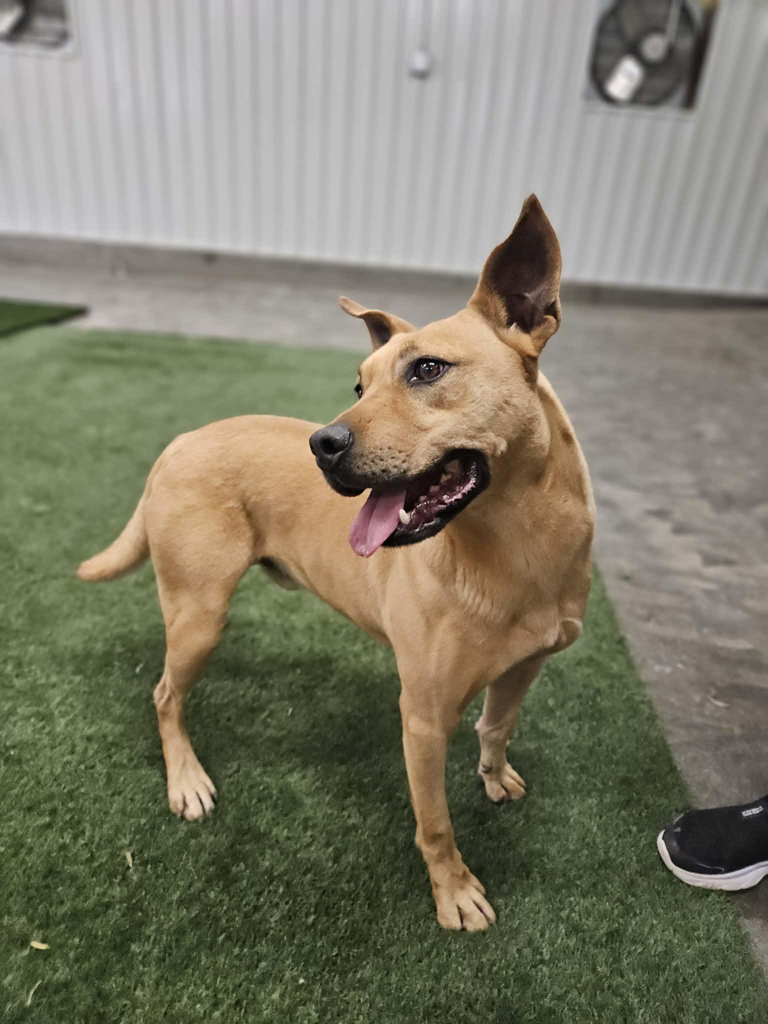 Enlarge Bradley, a Adoptable mixed breed in San Angelo , TX image 3/6